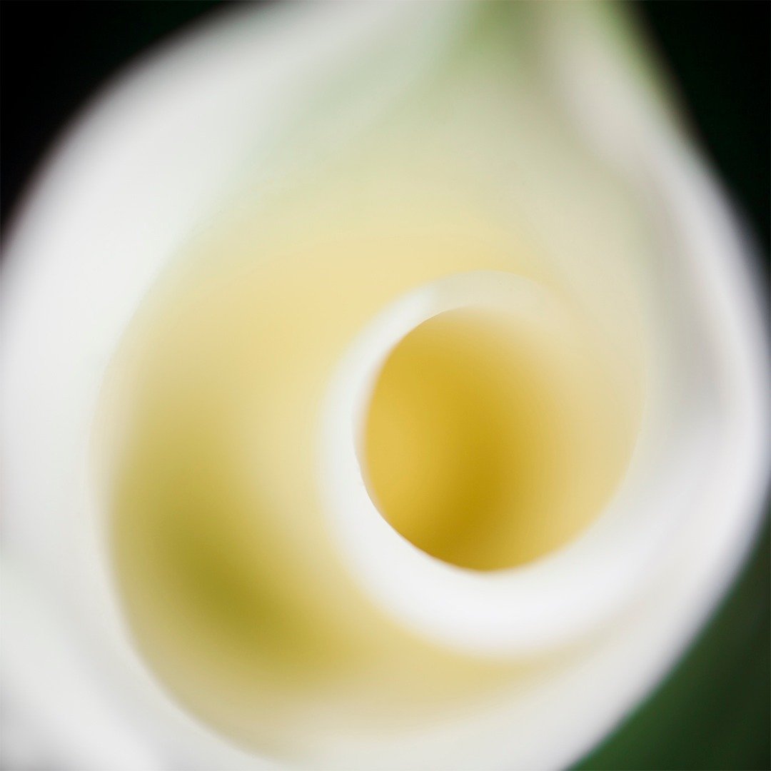 &ldquo;It is better to fail in originality than to succeed in imitation.&rdquo; &mdash;Herman Melville

Sequi Albo/Intimate Abstractions
An abstract photograph of a calla lily.

#intimateabstractions #annachipmanphotography #seriesintimateabstrations