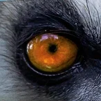Lemur Eyes Teaser Bilboard - 4.jpg