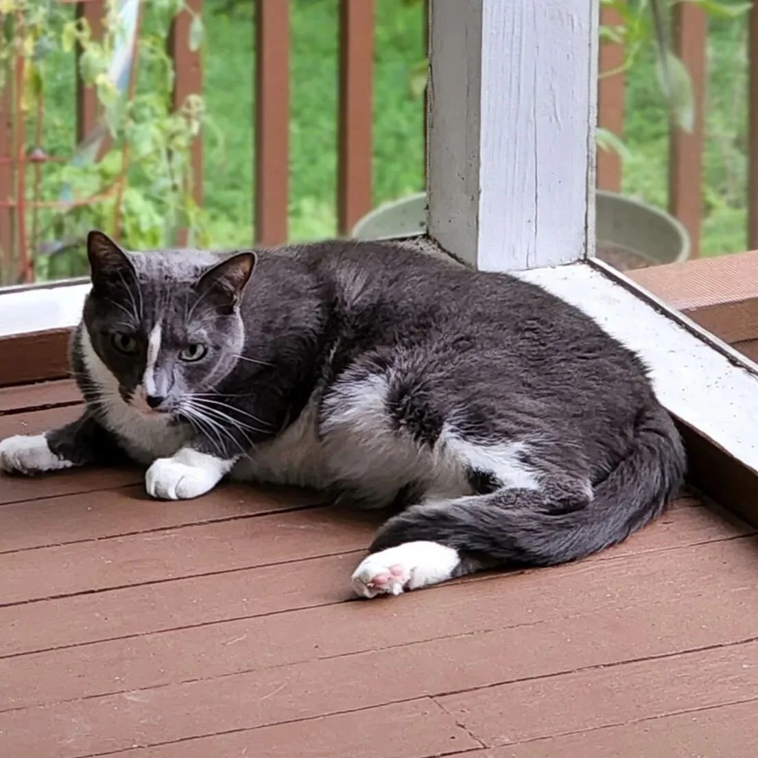 Wednesday has cattos too!