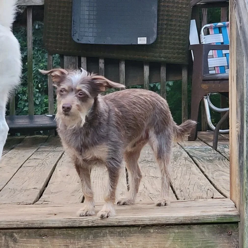 The doggos of Wednesday