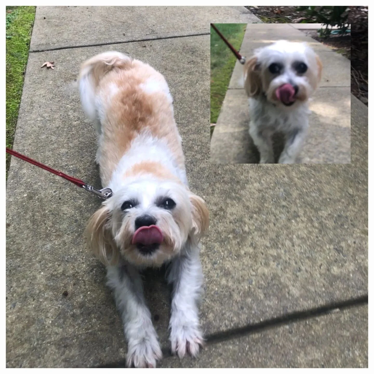 Two days of tongue out