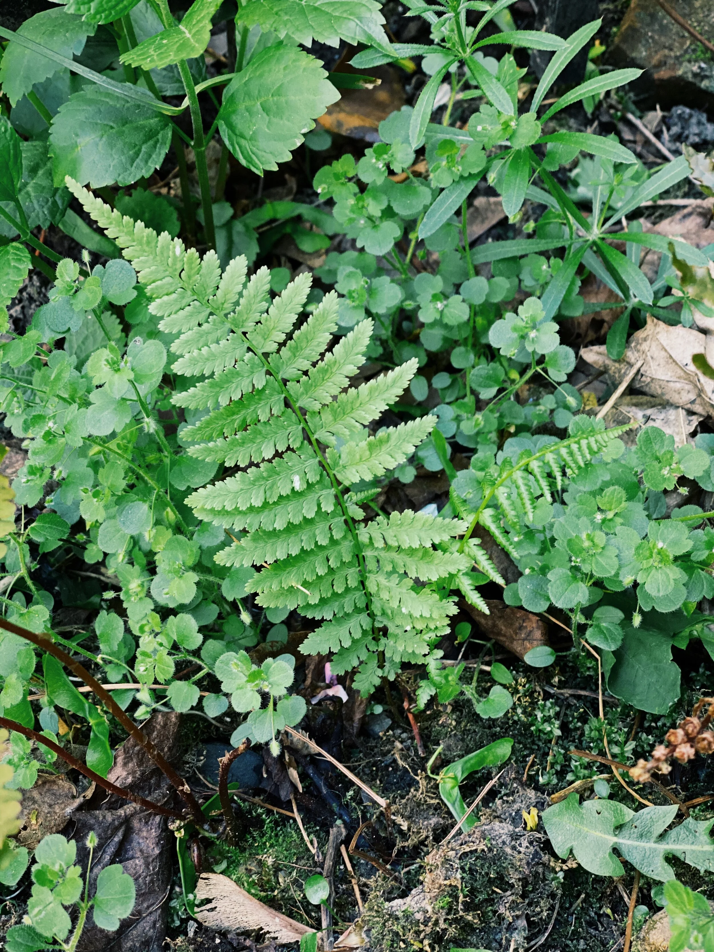 Welcome to Fern Marie Home