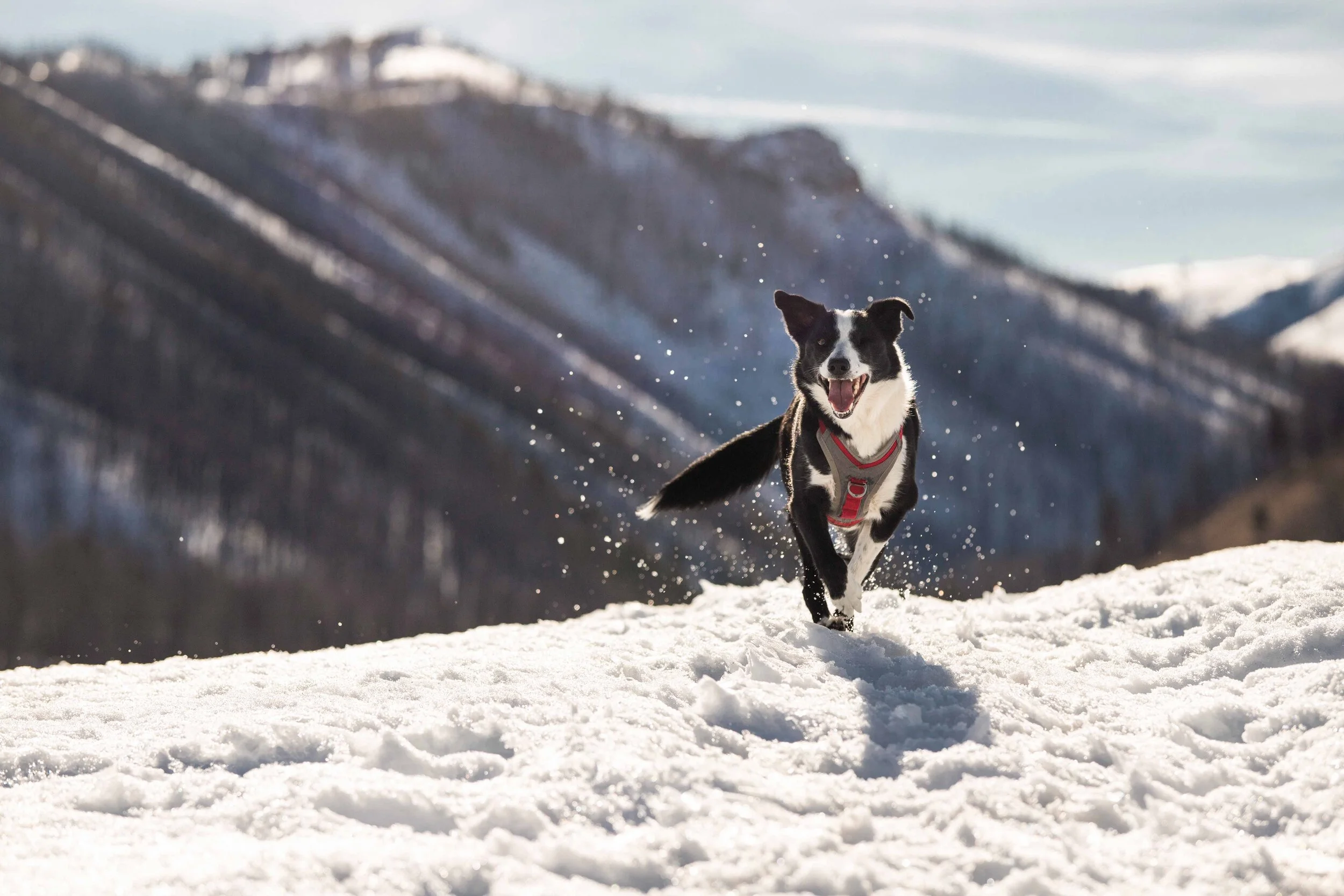 Holly Running sm.jpg