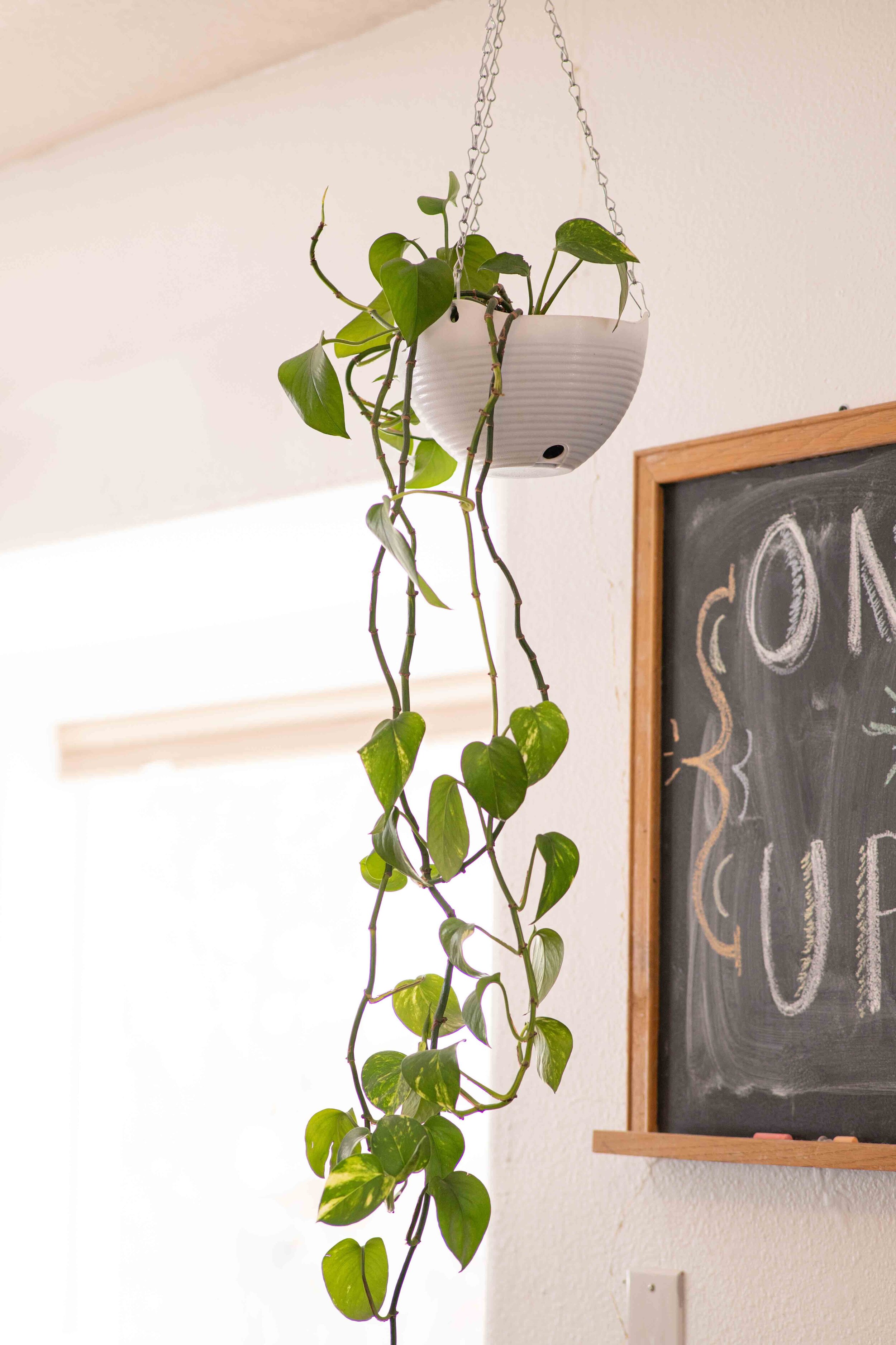 Pothos Hanging2.jpg