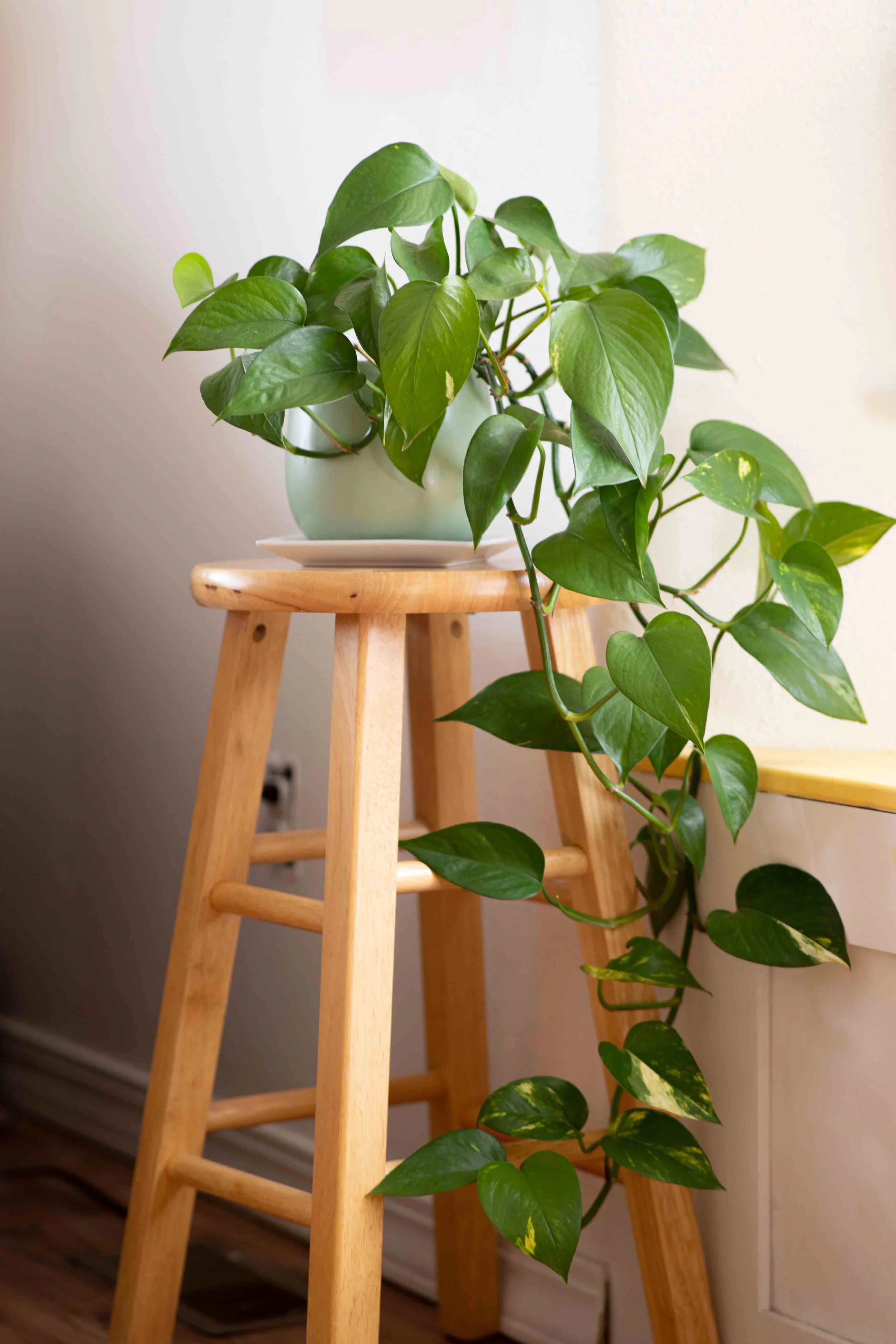 Pothos Potted.jpg