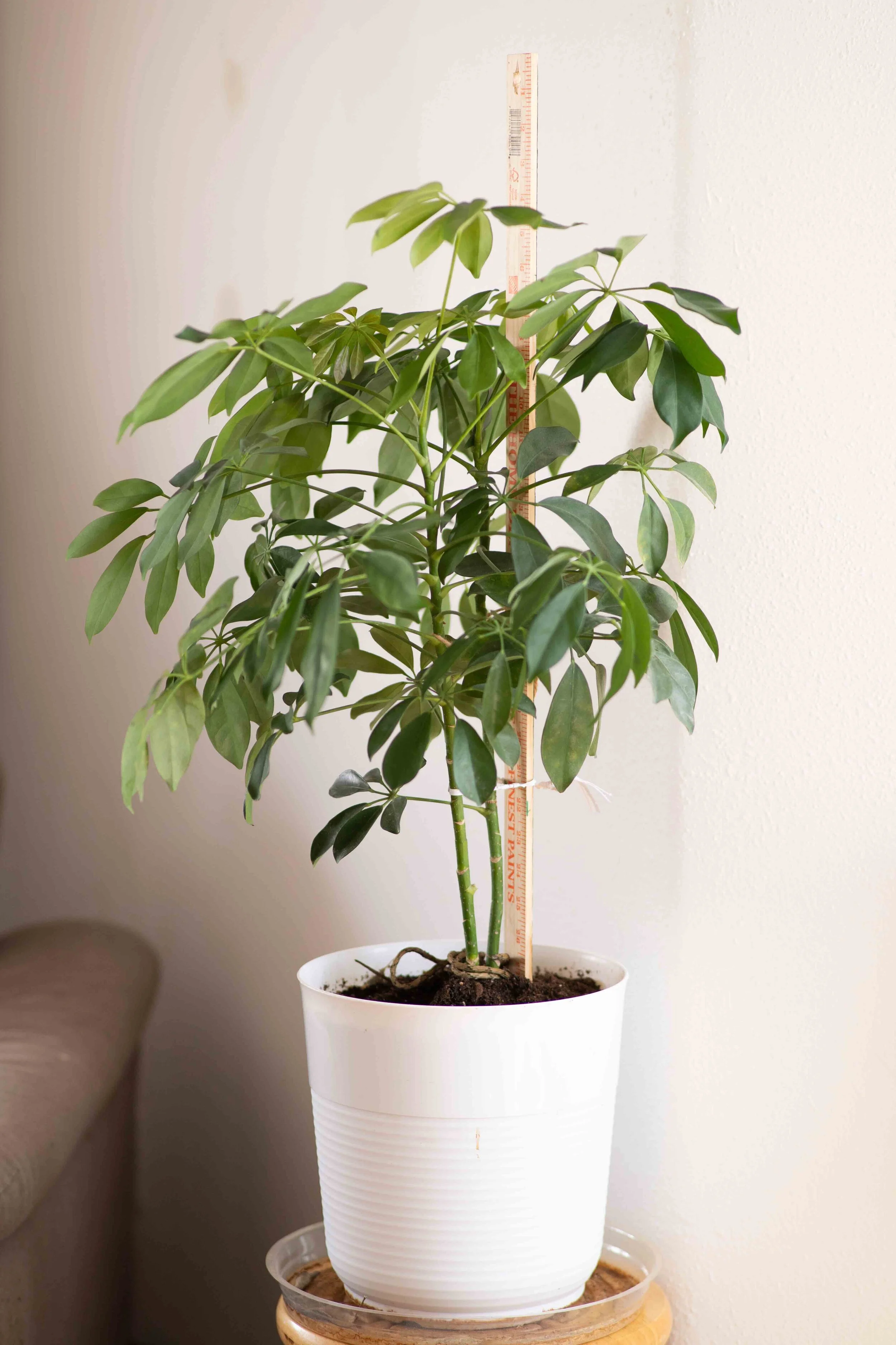 Umbrella Plant.jpg