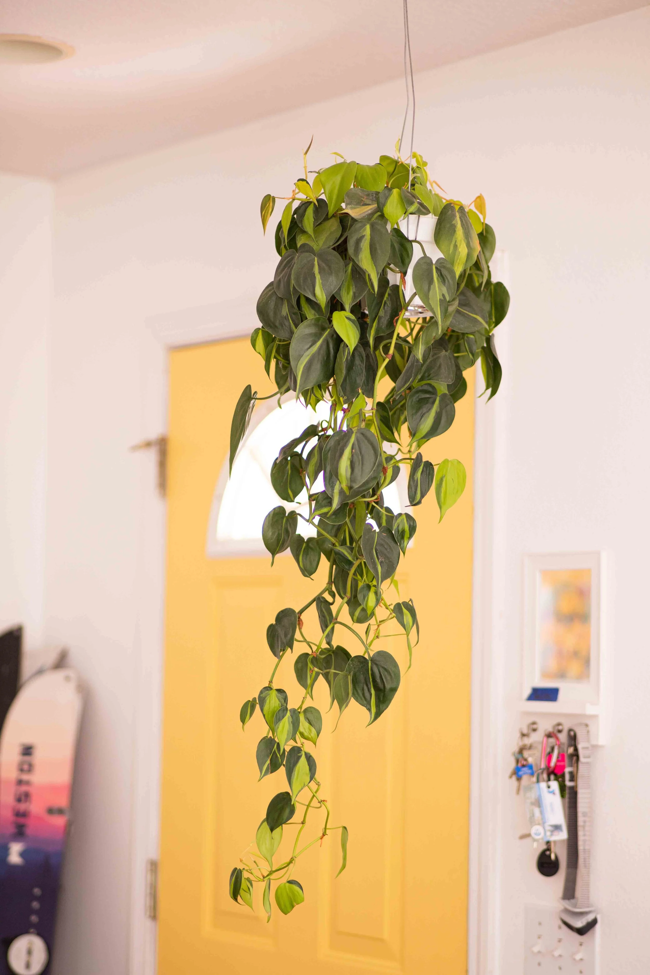 Pothos Hanging.jpg