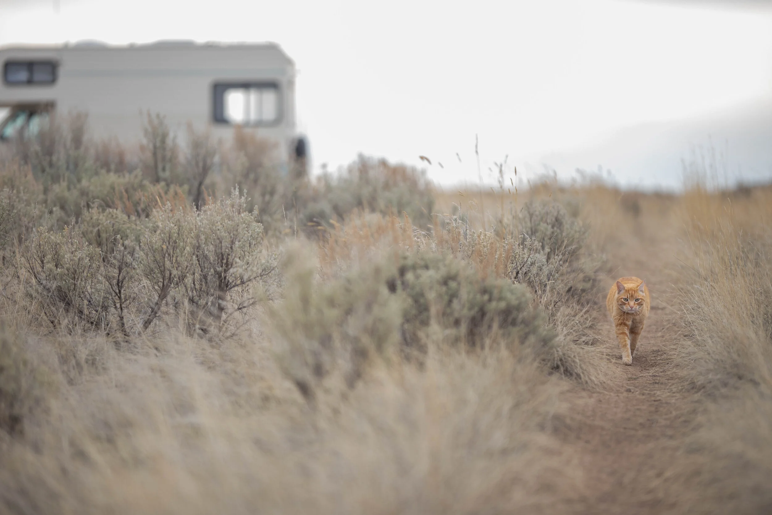 20200403 Flower Safari-11.jpg