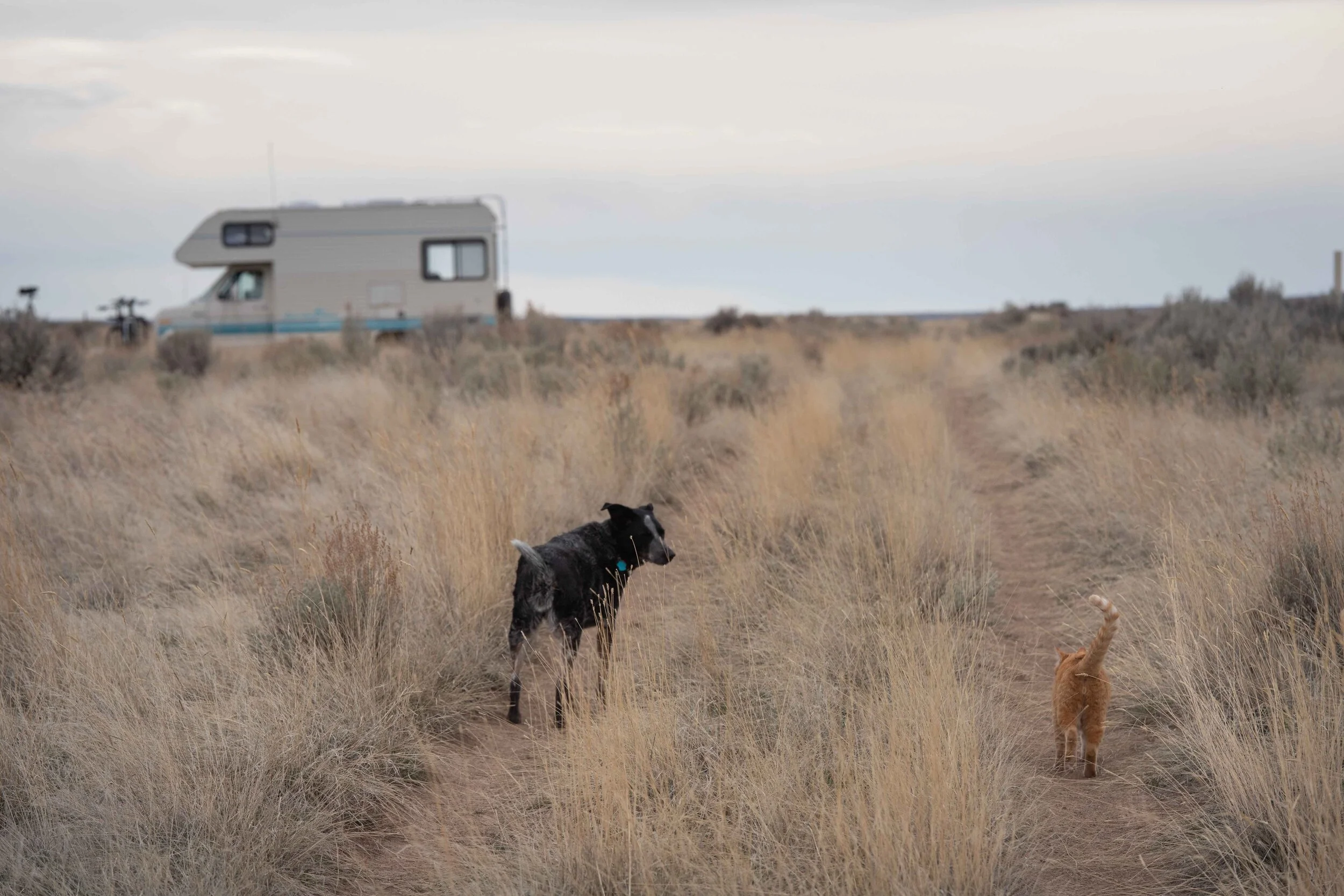 20200403 Flower Safari-12.jpg