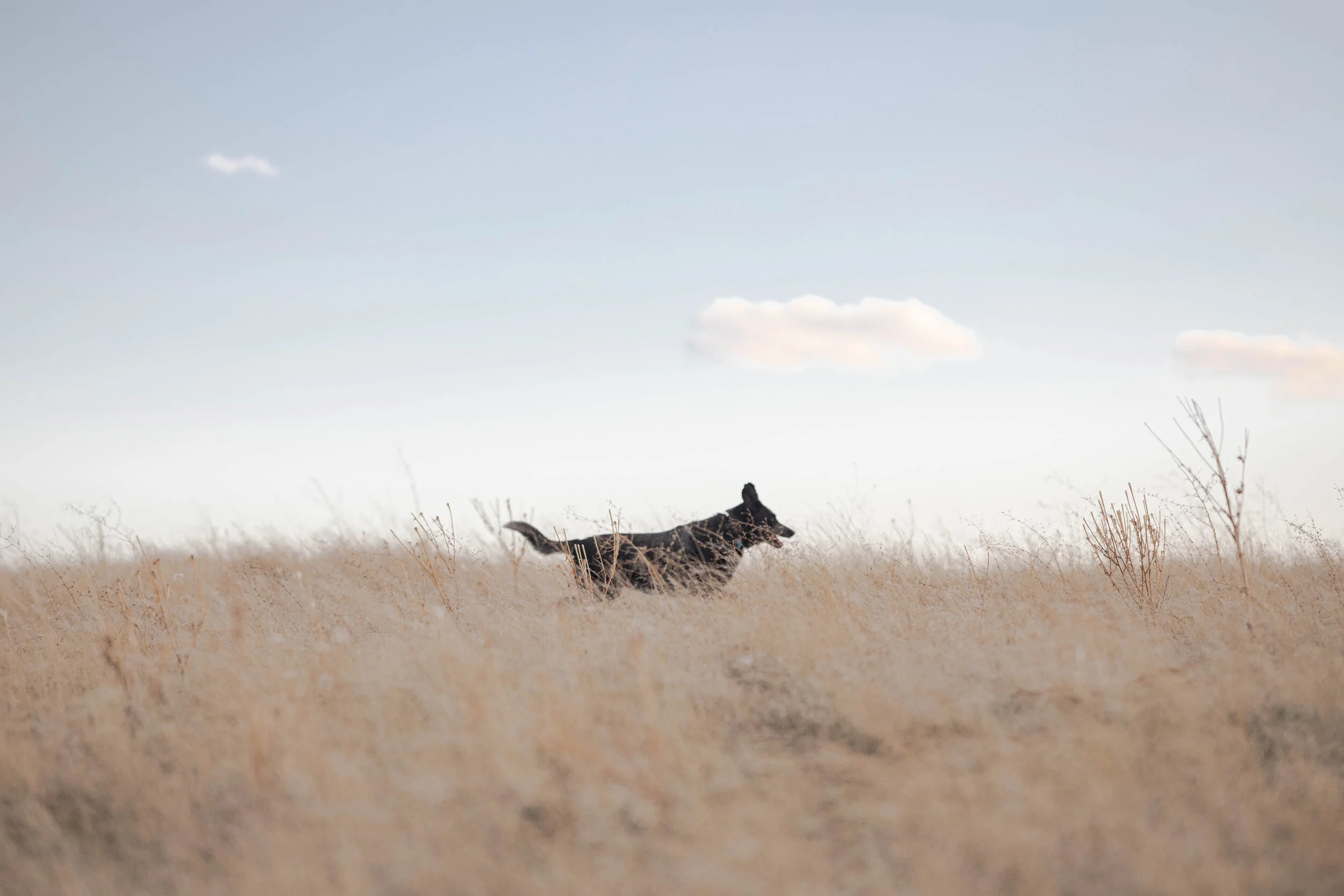 20200403 Flower Safari-8.jpg