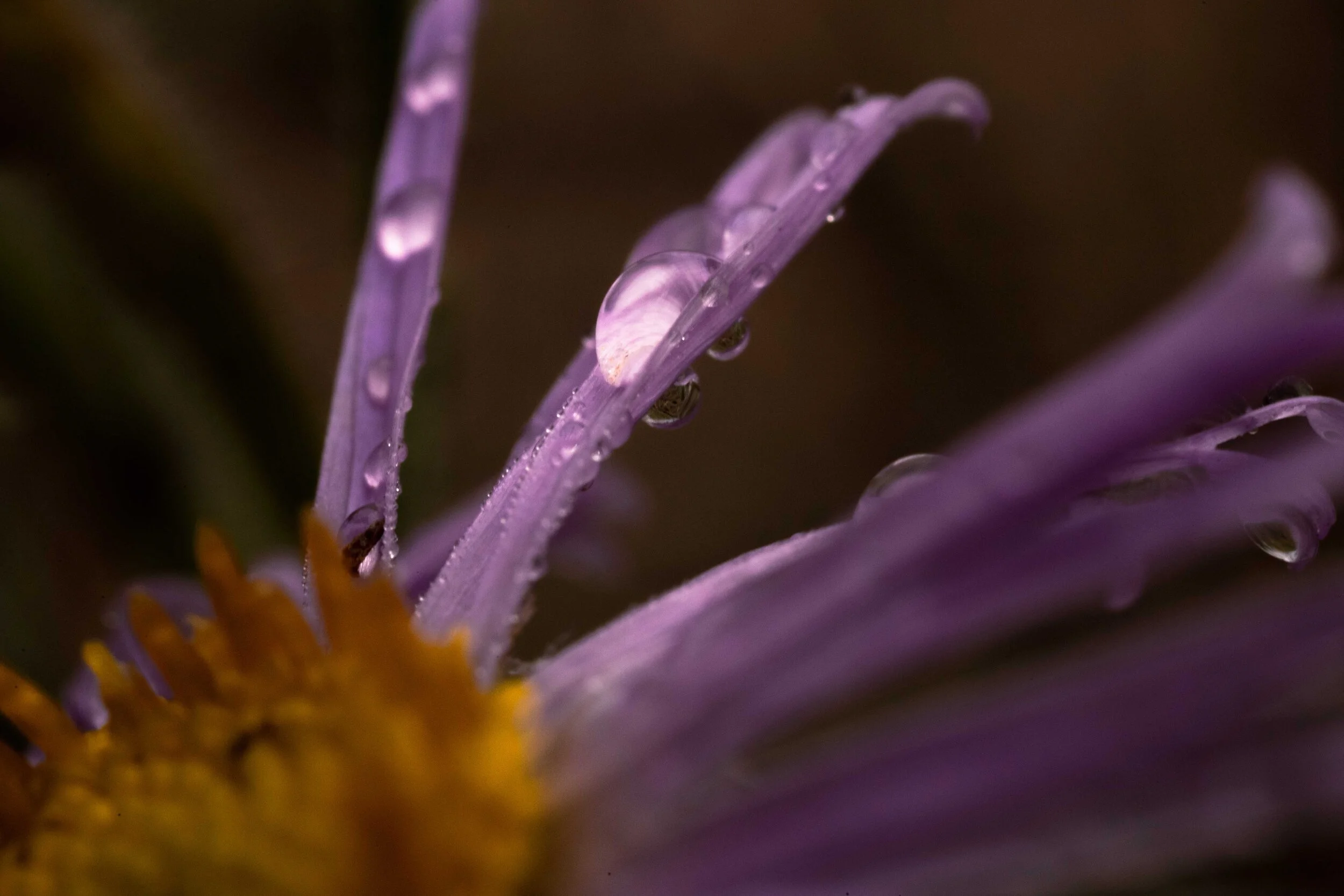 Life is a lot like a flower safari