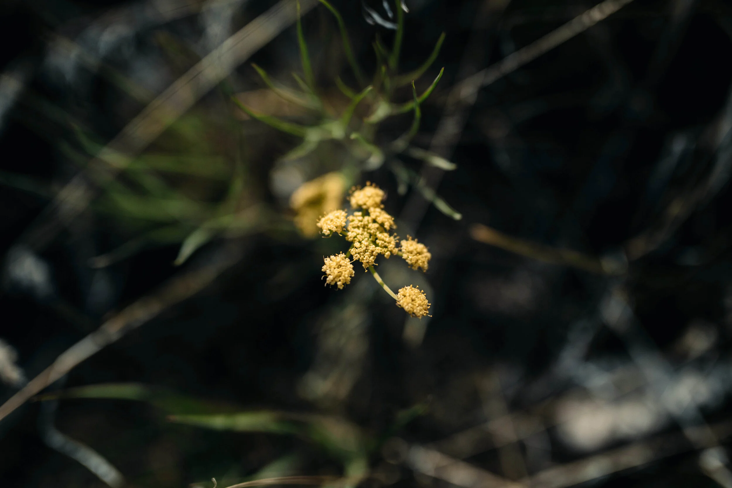 0425 Flower Safari.jpg