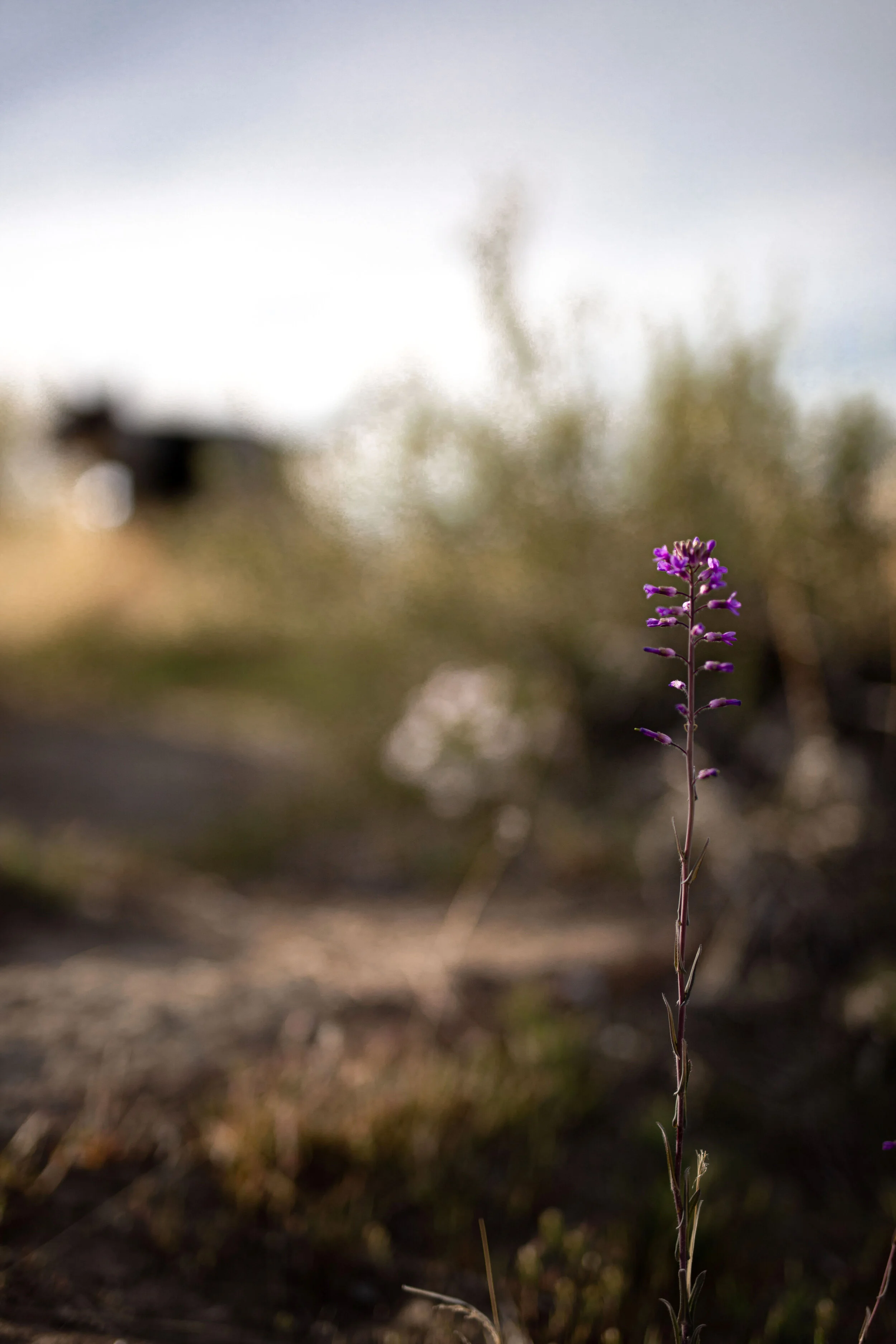 0425 Flower Safari-6.jpg