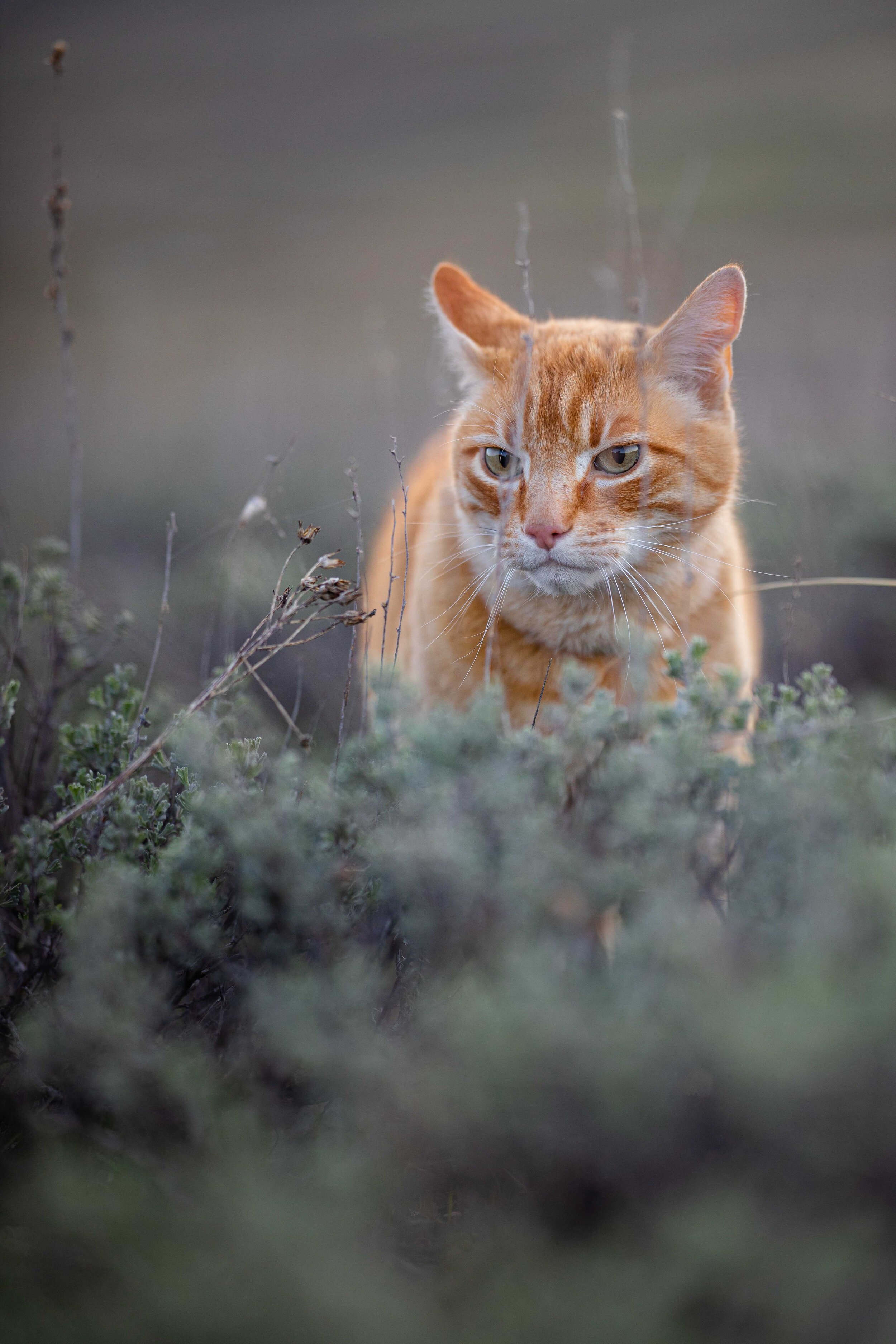 0429 Flower Safari-6.jpg