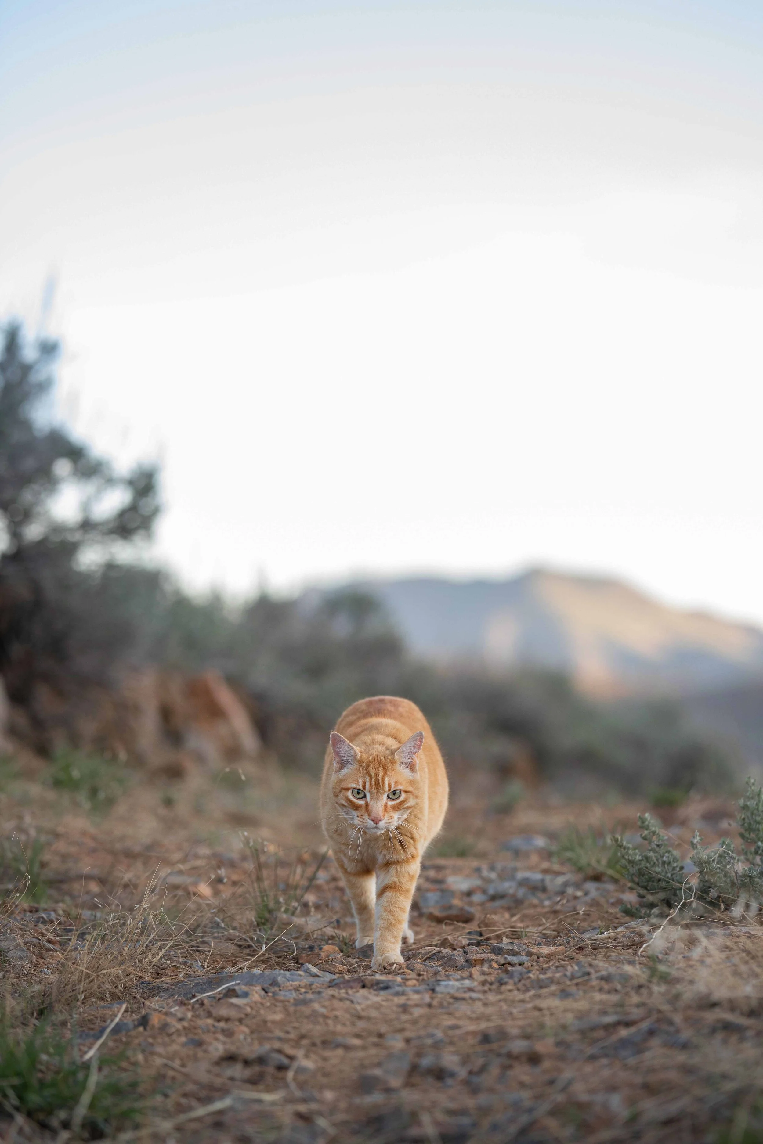 0429 Flower Safari-23.jpg