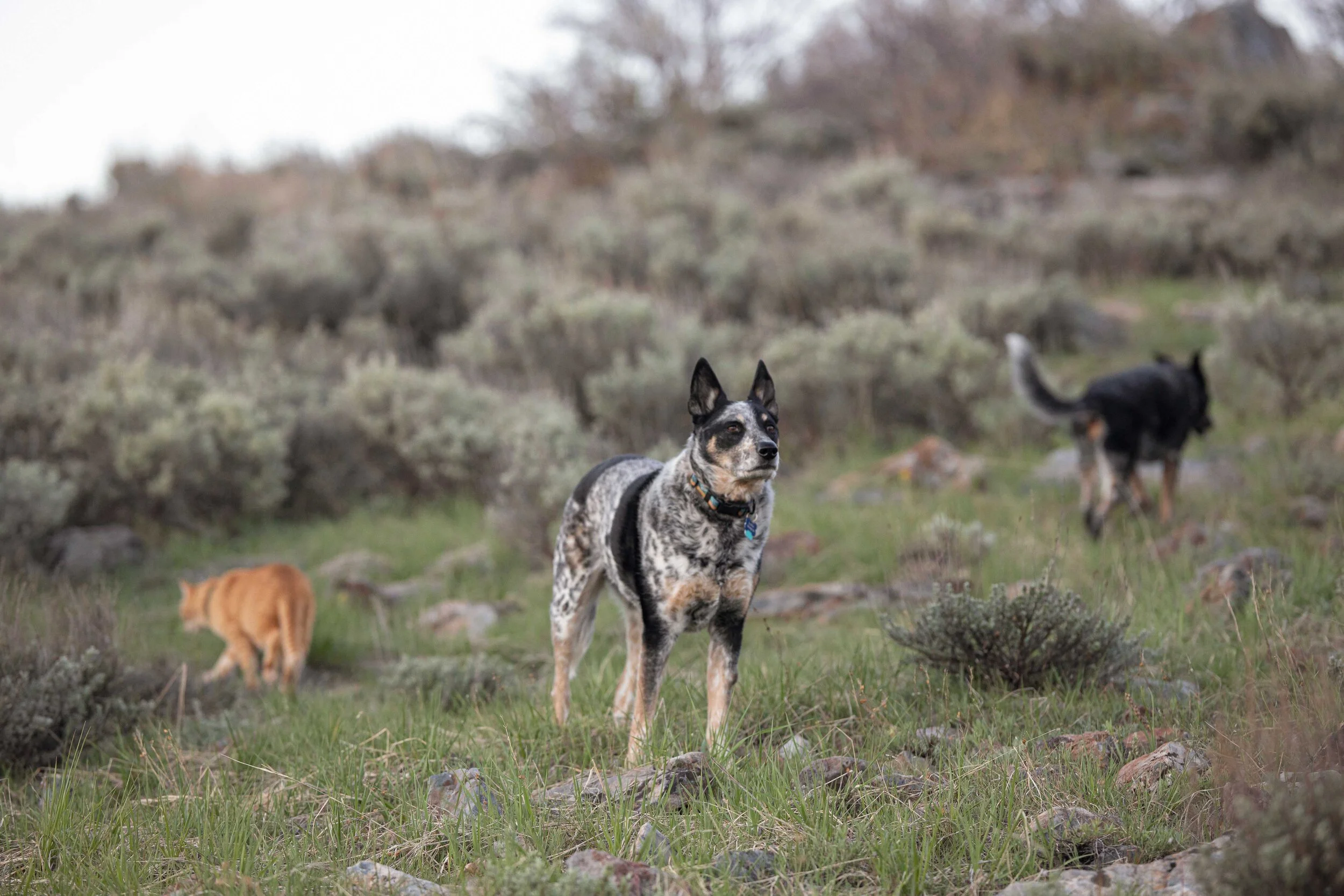 0429 Flower Safari-15.jpg