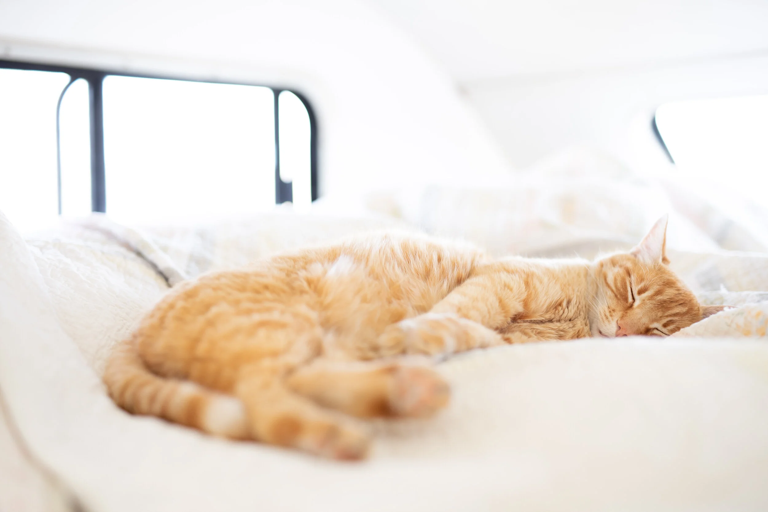 200420 sleepy pets-7.jpg