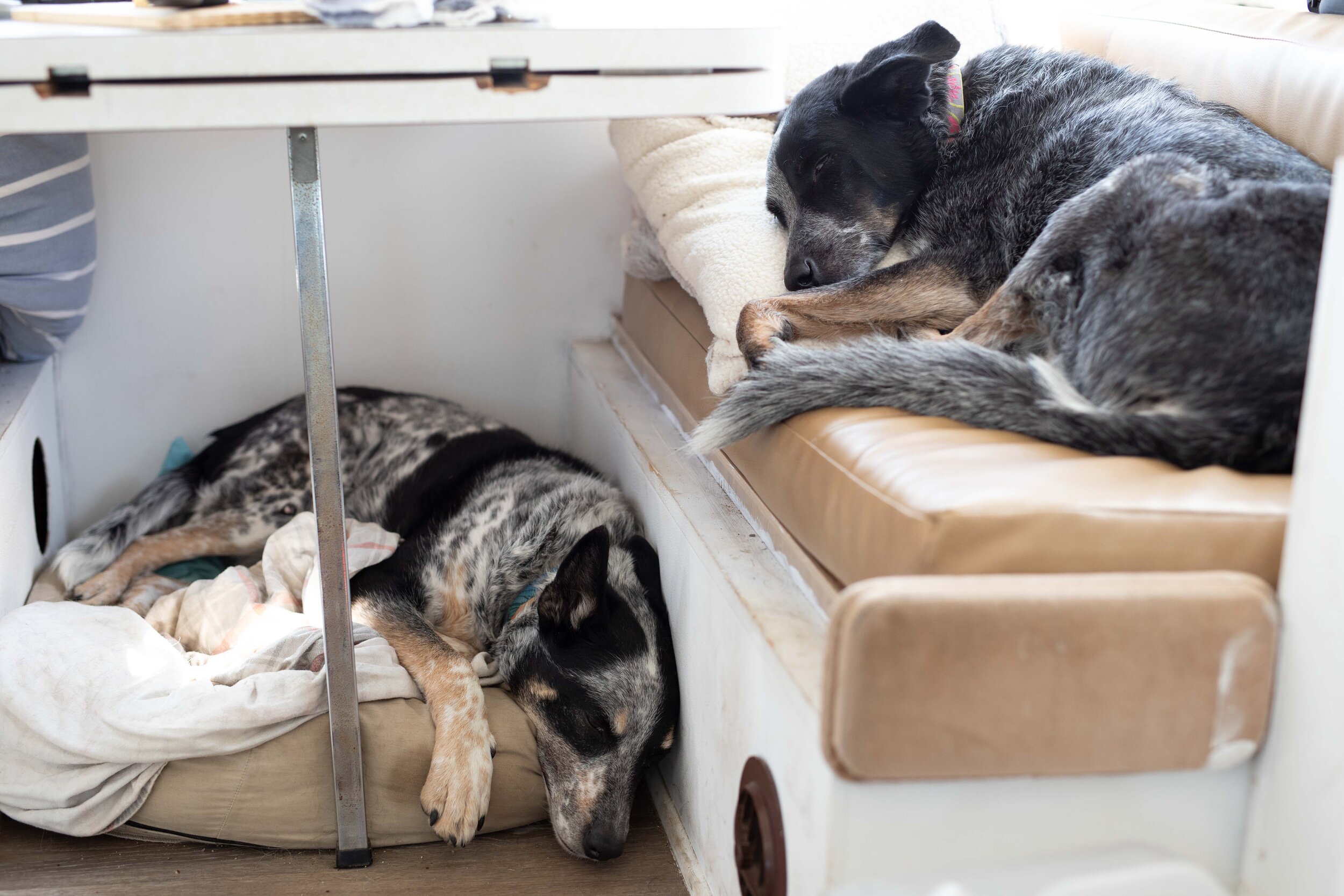 200420 sleepy pets-8.jpg