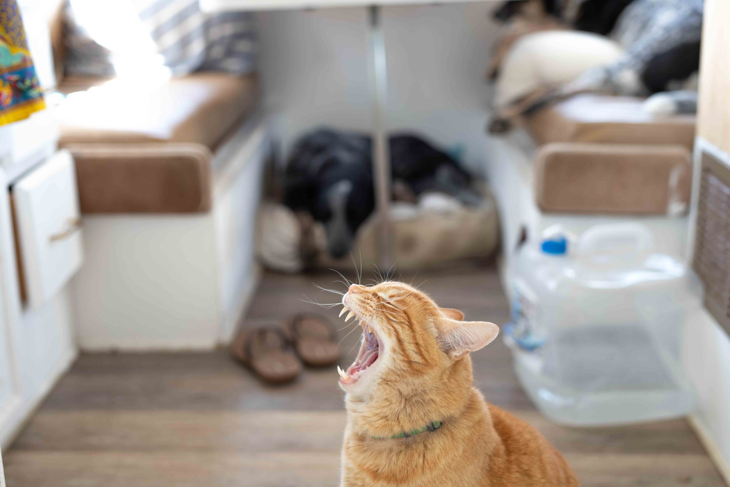 200420 sleepy pets-2.jpg