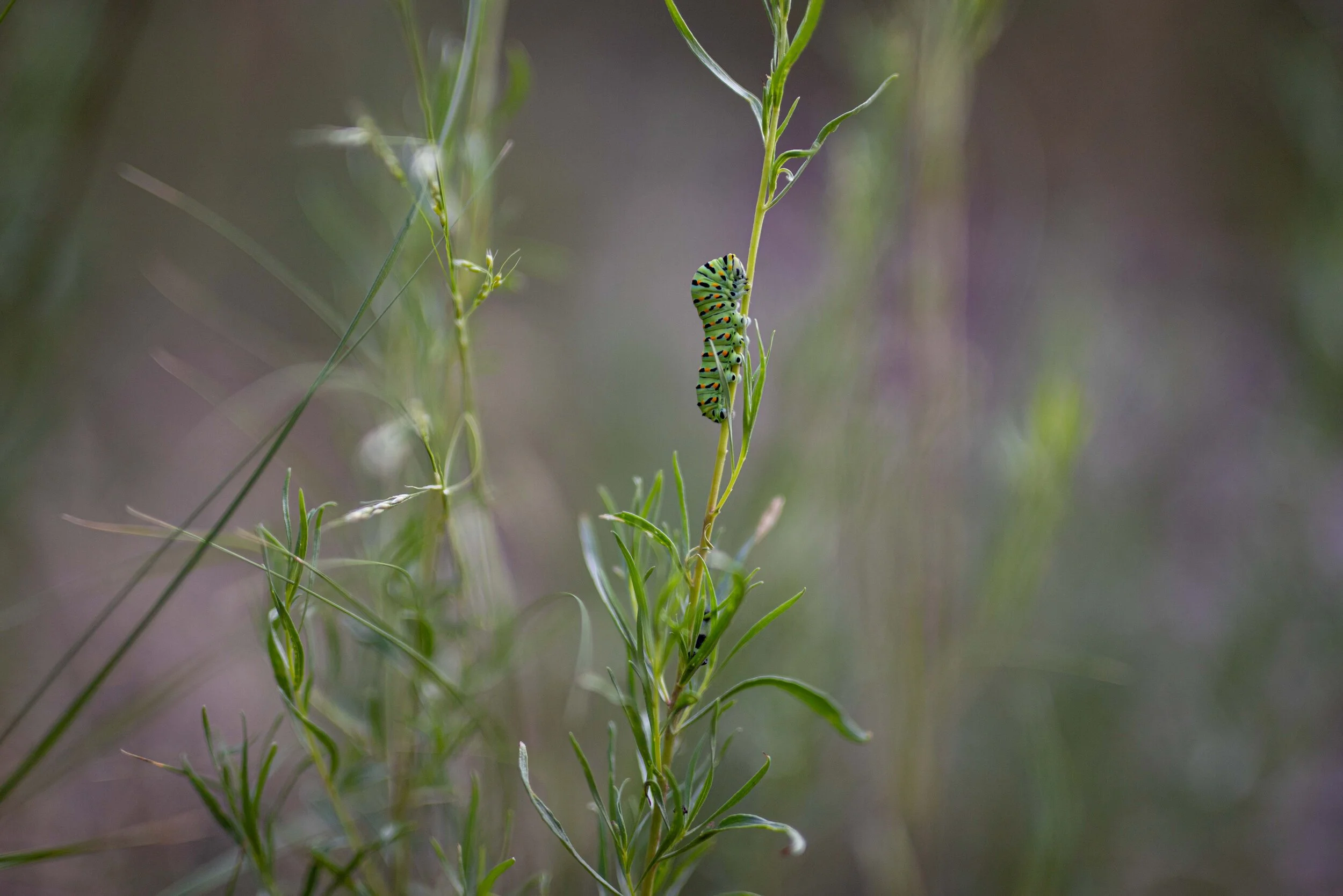 Black Swallowtail Caterpillar-2668.jpg