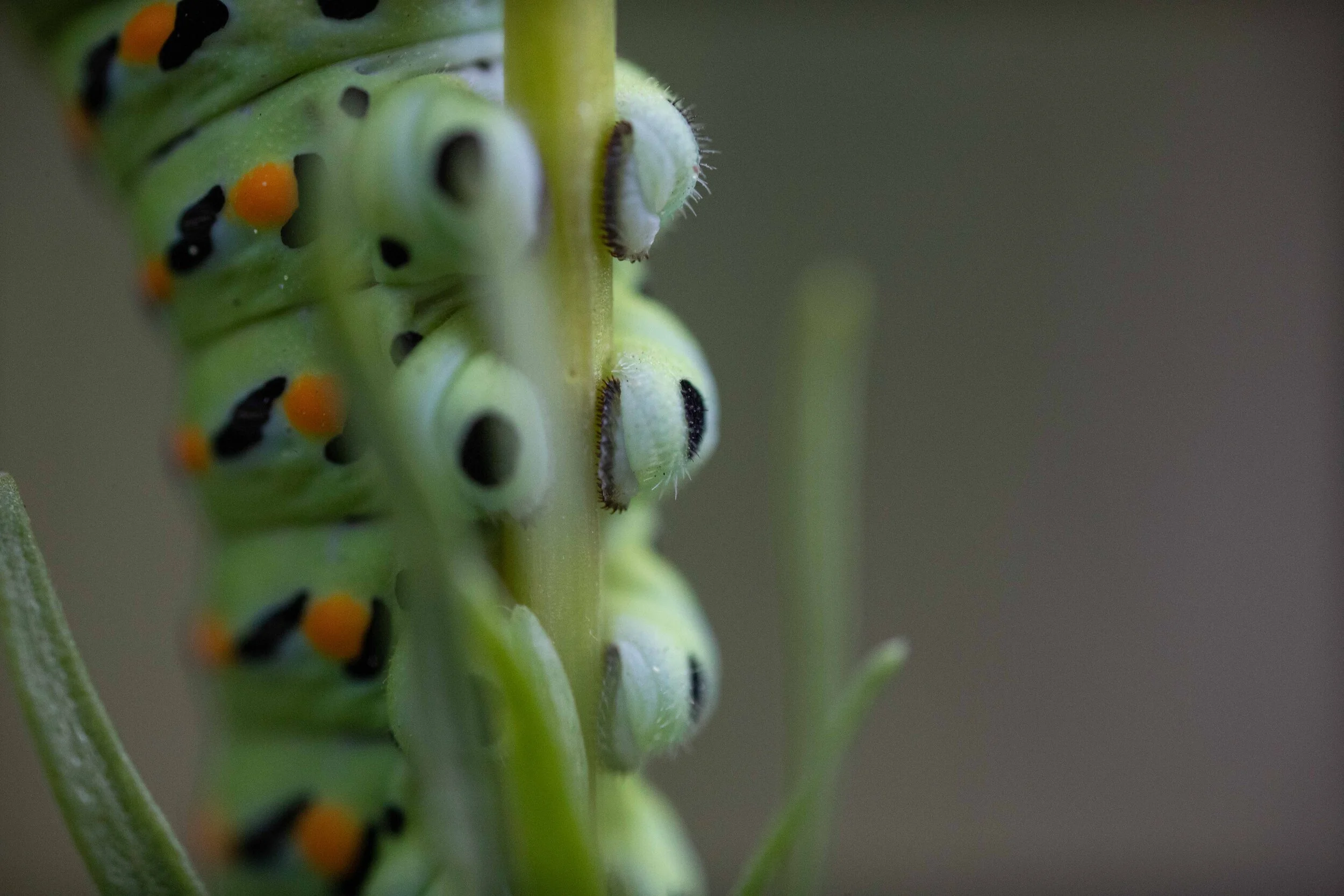 Black Swallowtail Caterpillar-2619.jpg