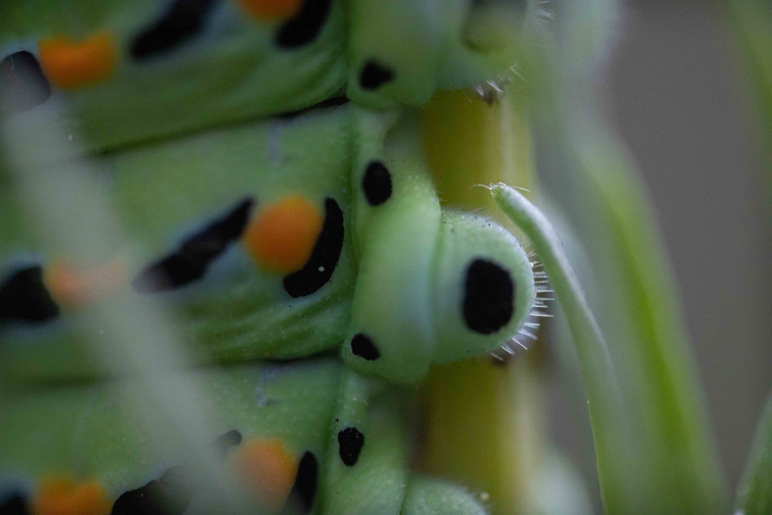 Black Swallowtail Caterpillar-2635.jpg