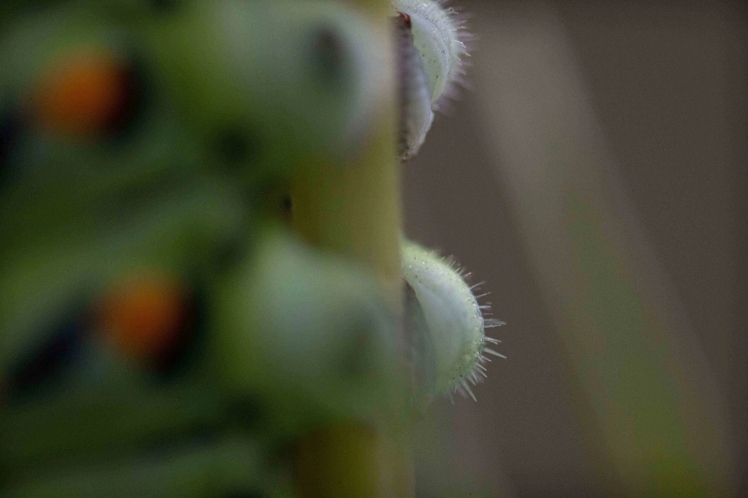 Black Swallowtail Caterpillar-2637.jpg