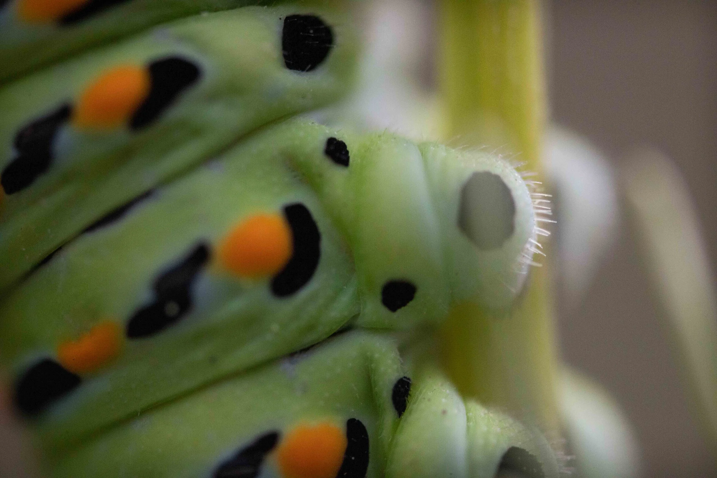 Black Swallowtail Caterpillar-2639.jpg