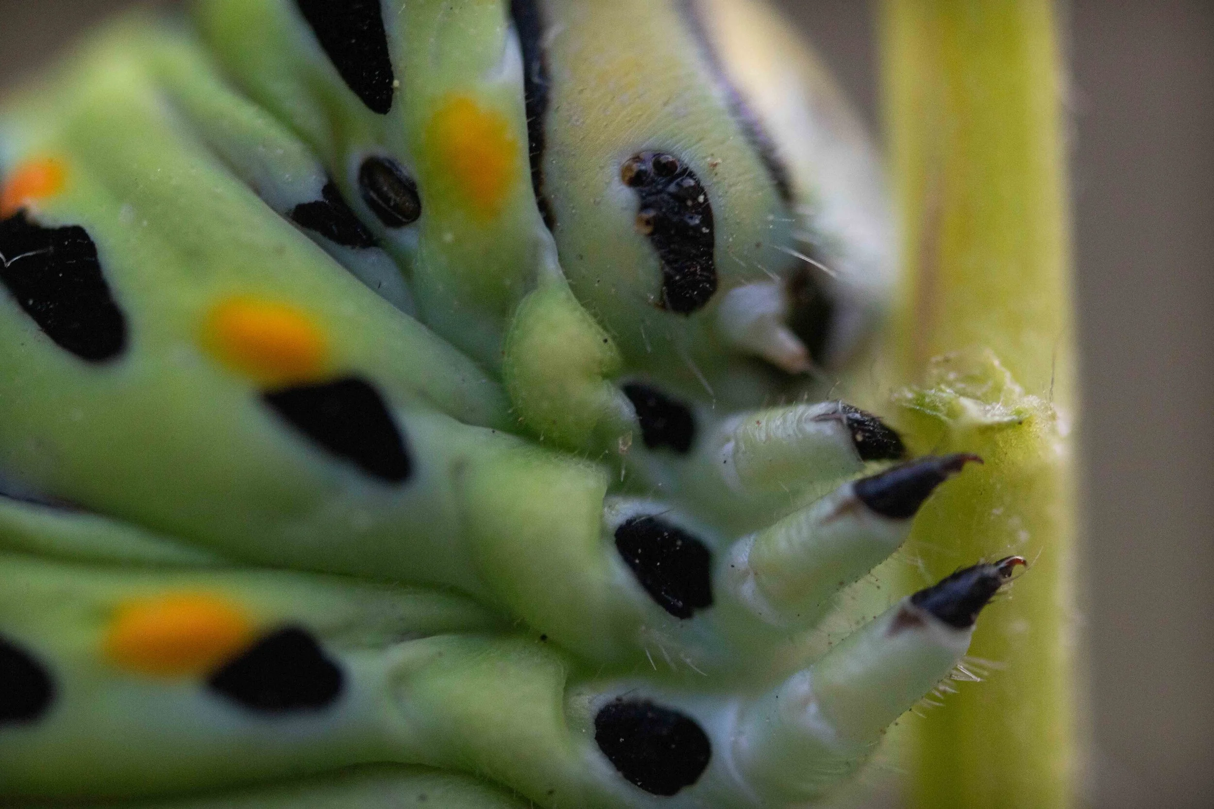 Black Swallowtail Caterpillar-2641.jpg