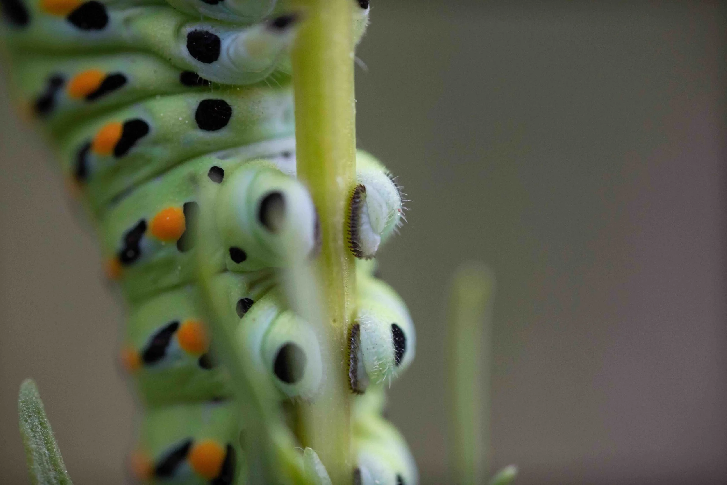 Lepidopterans with Cater-mittens