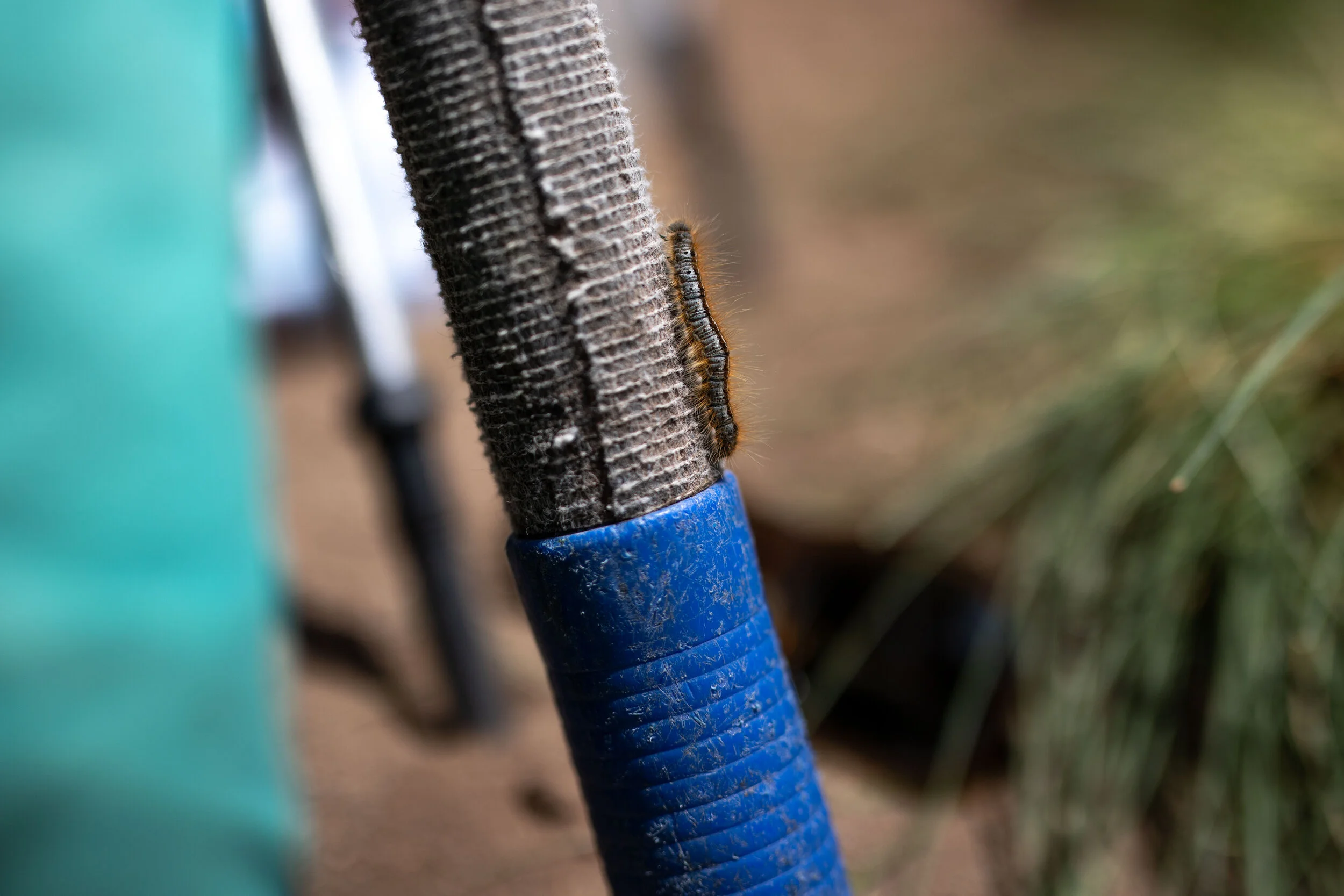Western Tent Caterpillars