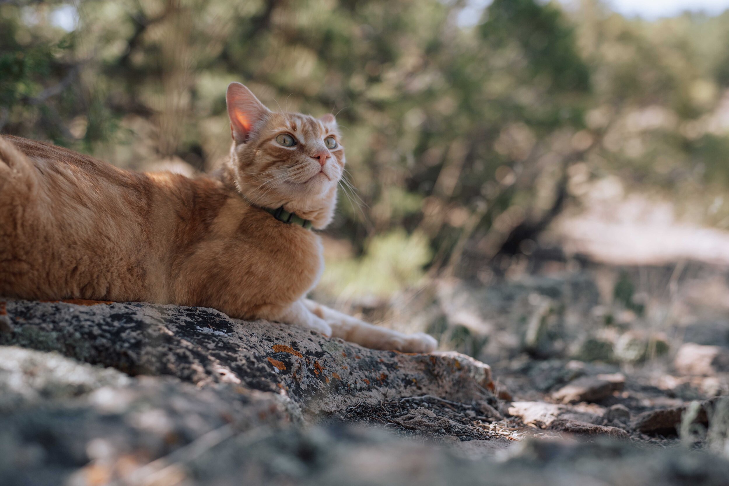 Hops, King of the Savannah - Penitente Canyon