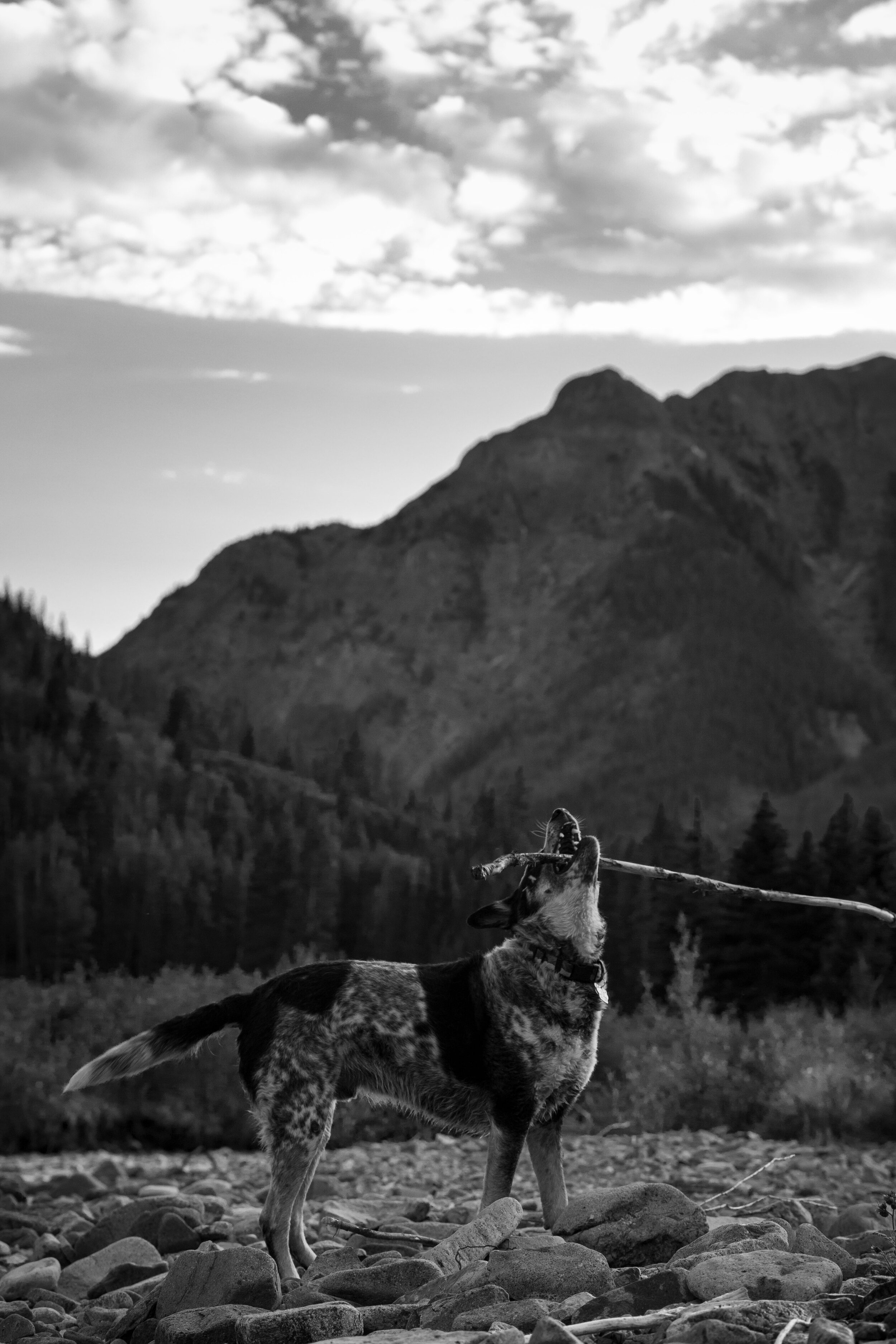 Rocket at “Dog Beach” out Engineer Pass
