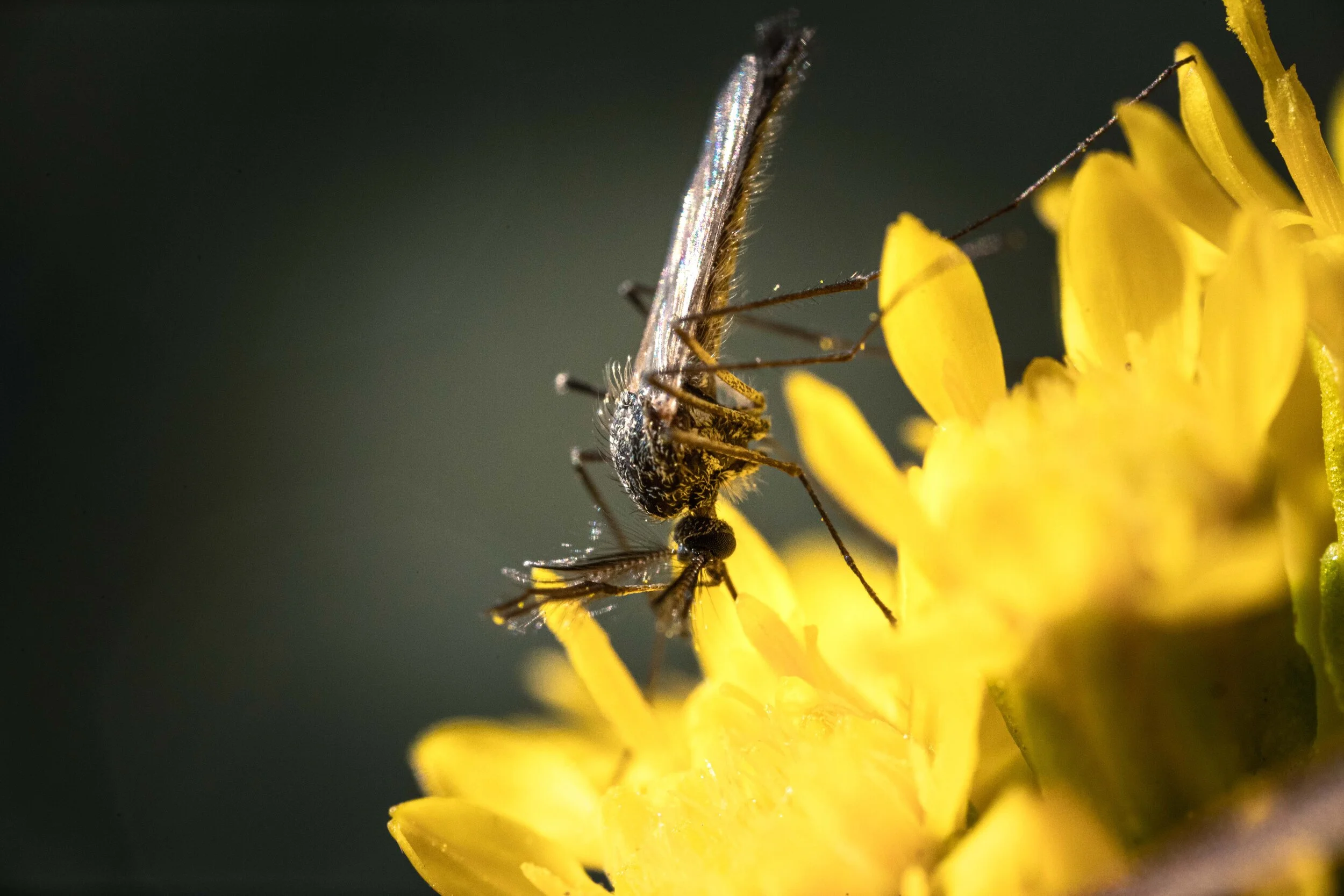 Bugs are cool - found this guy pollinating some flowers by the river bank