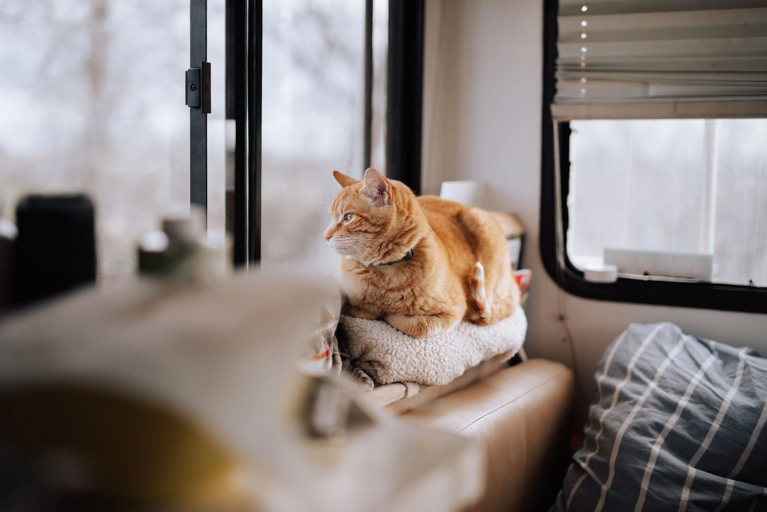 200422 sleepy pets-3.jpg