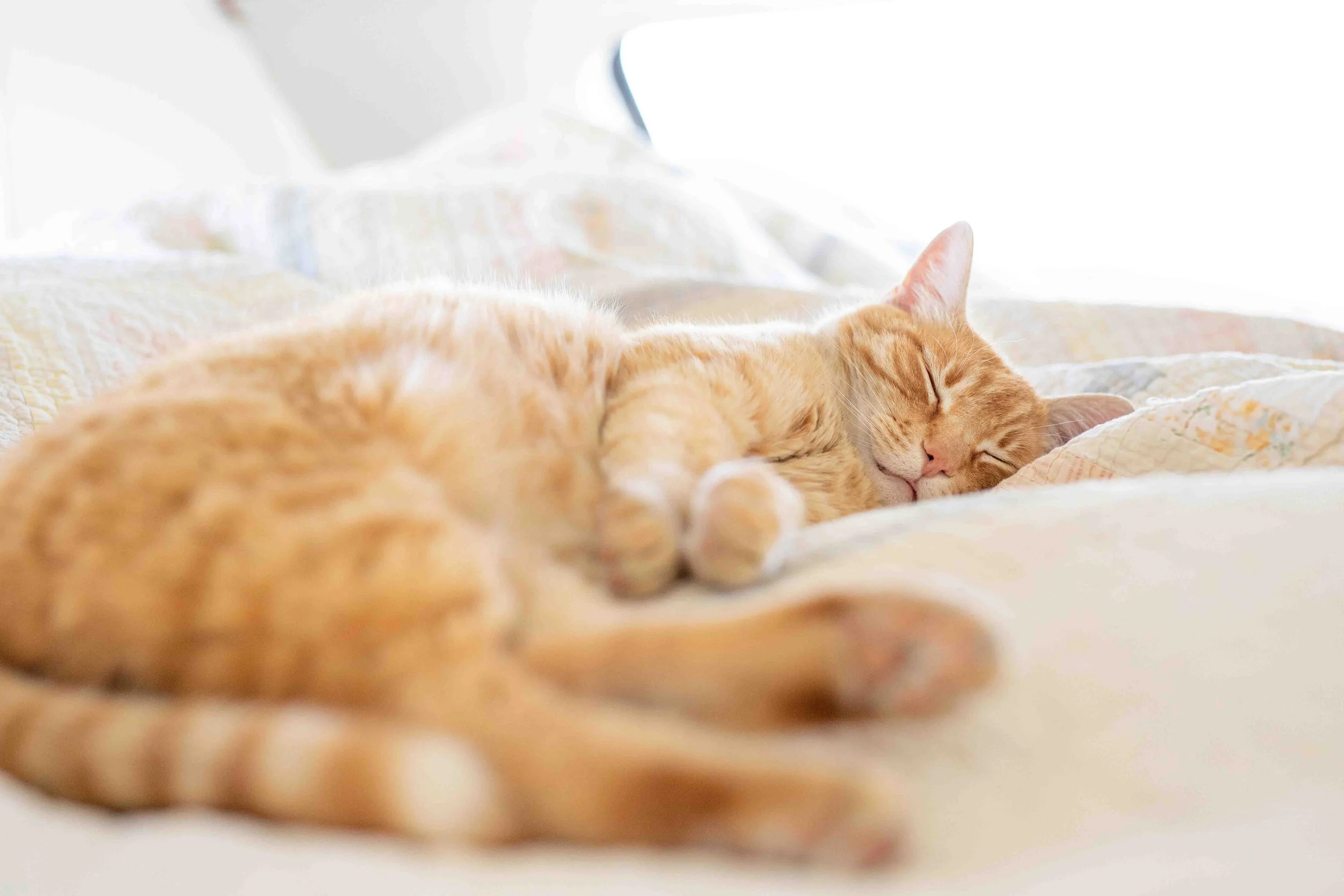 Hops Sleeping Sm.jpg