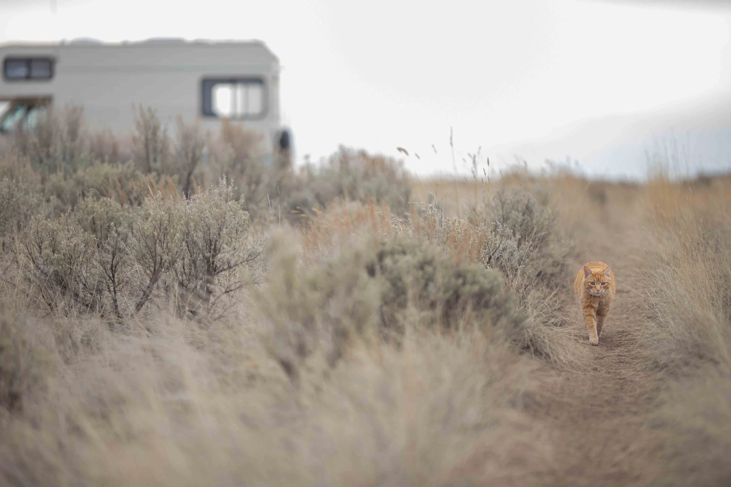 20200403 Flower Safari-11 sm.jpg