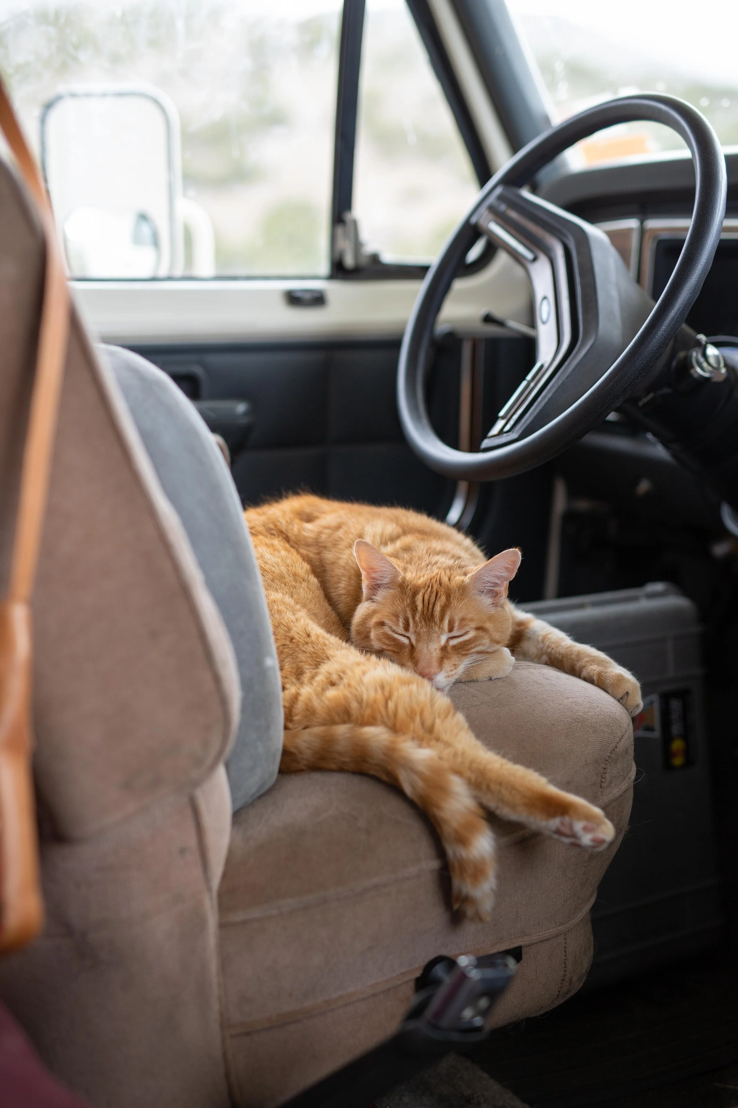 Cats in Campers: The Story of Hops