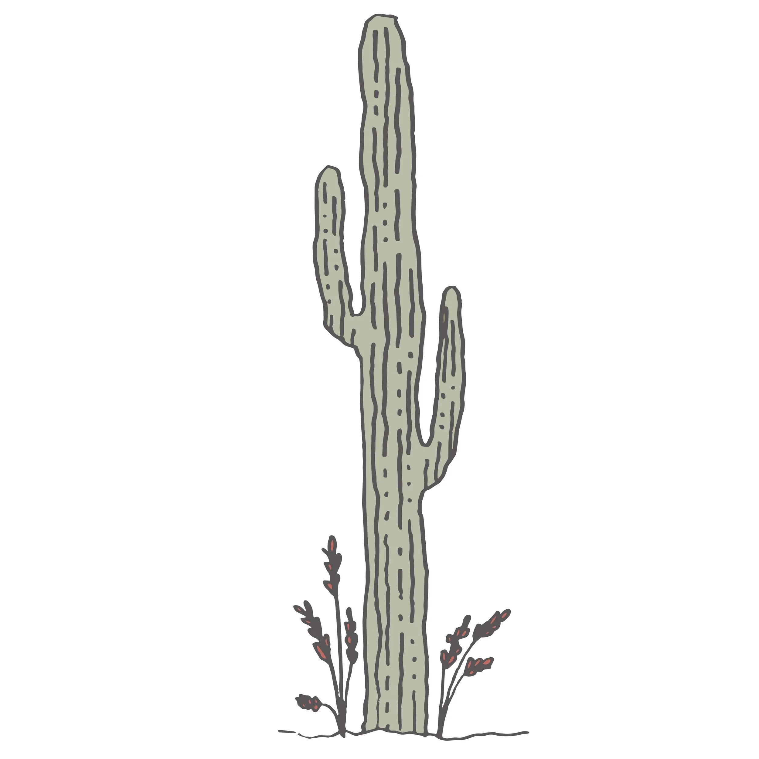 Cacti 2-01.jpg