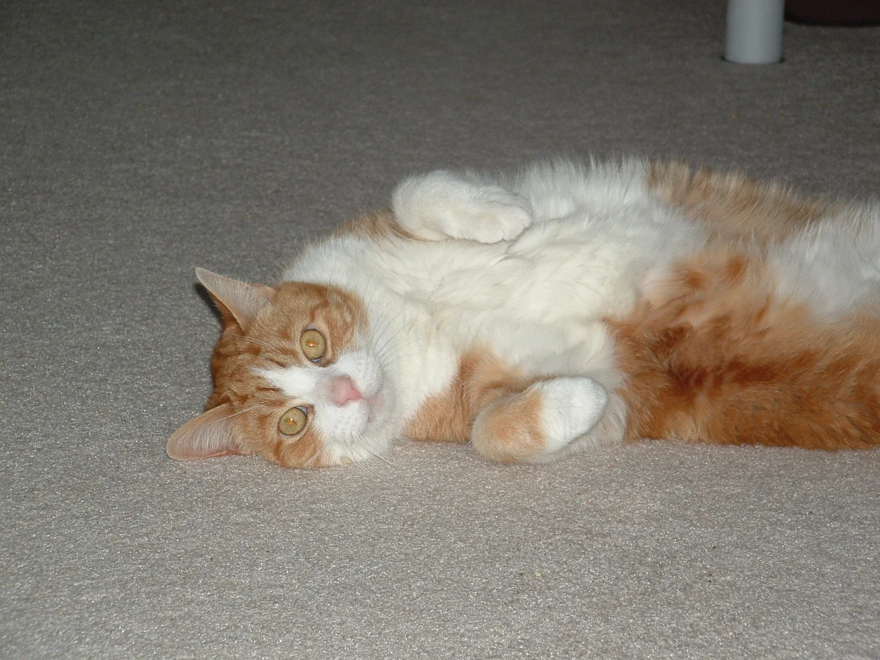 dscf0009-3.jpg