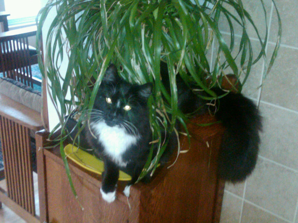 cat-in-tree.jpg