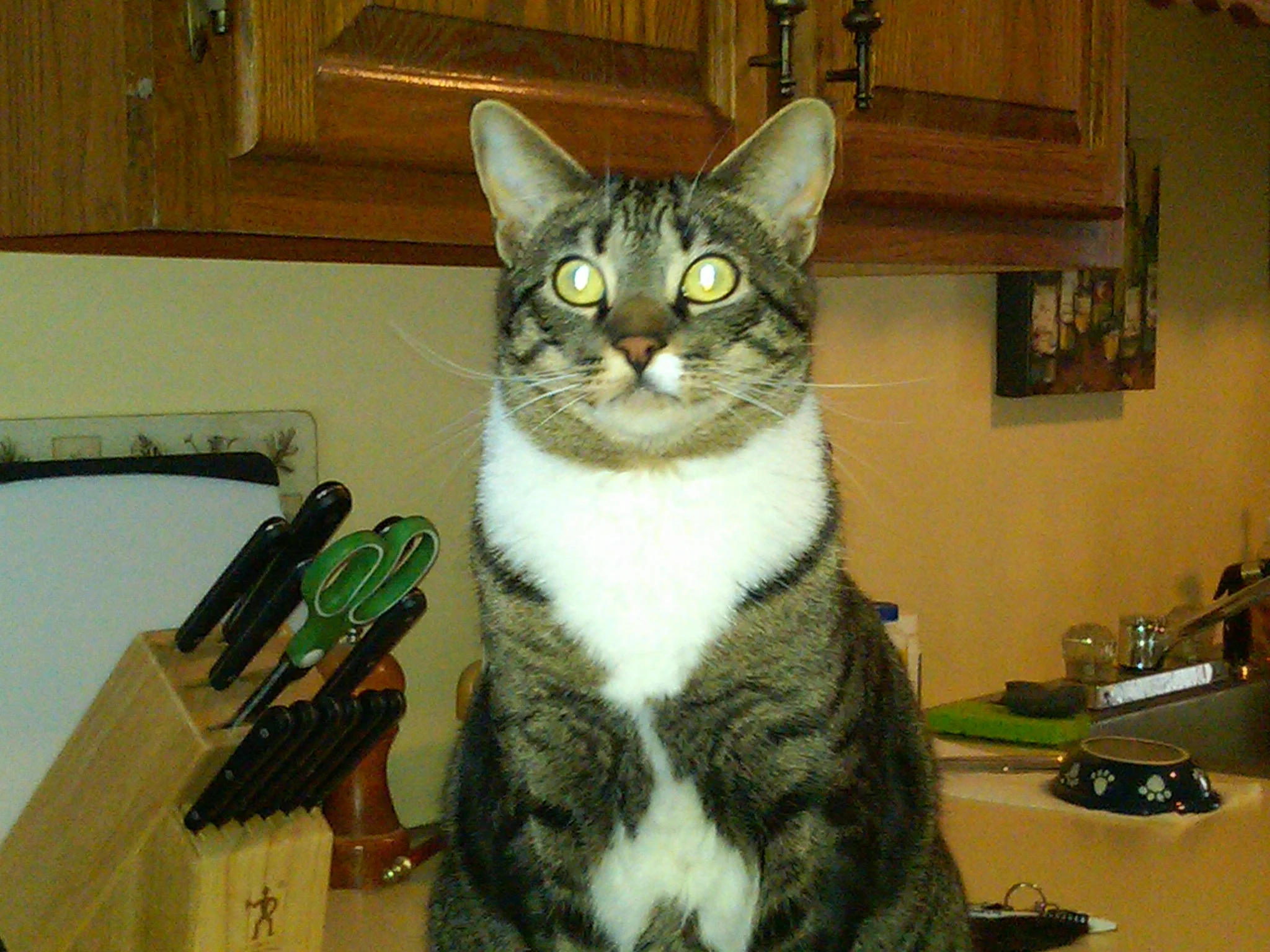bailey-cat.jpg