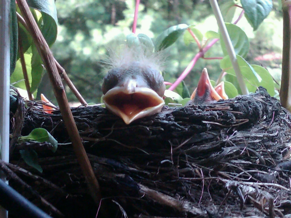 baby-birds.jpg