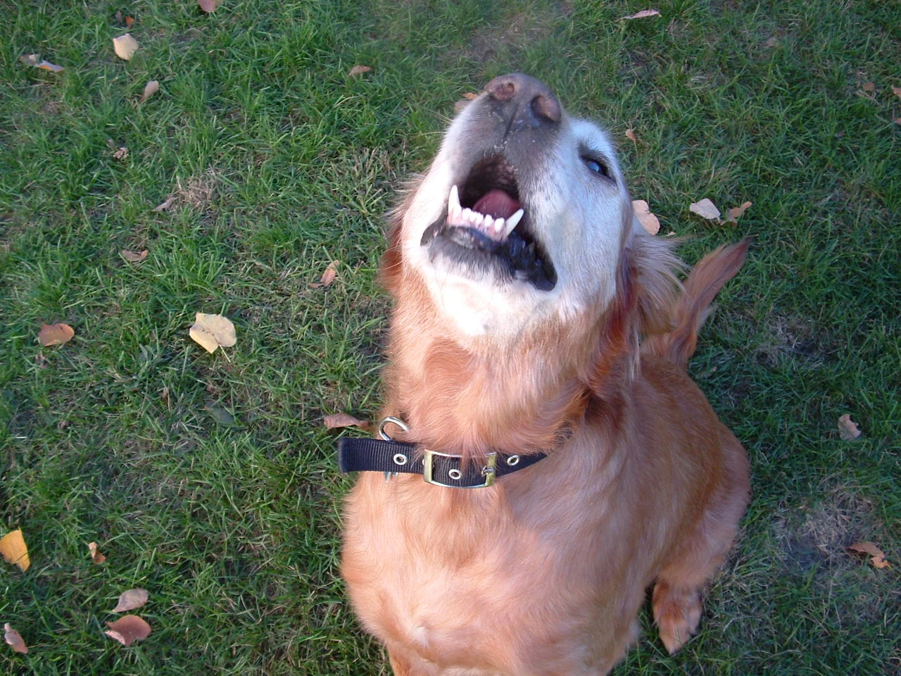 skippy.jpg