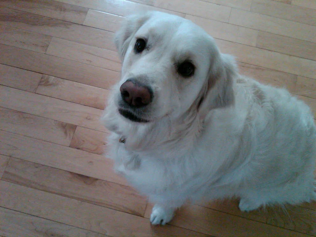 lola.jpg