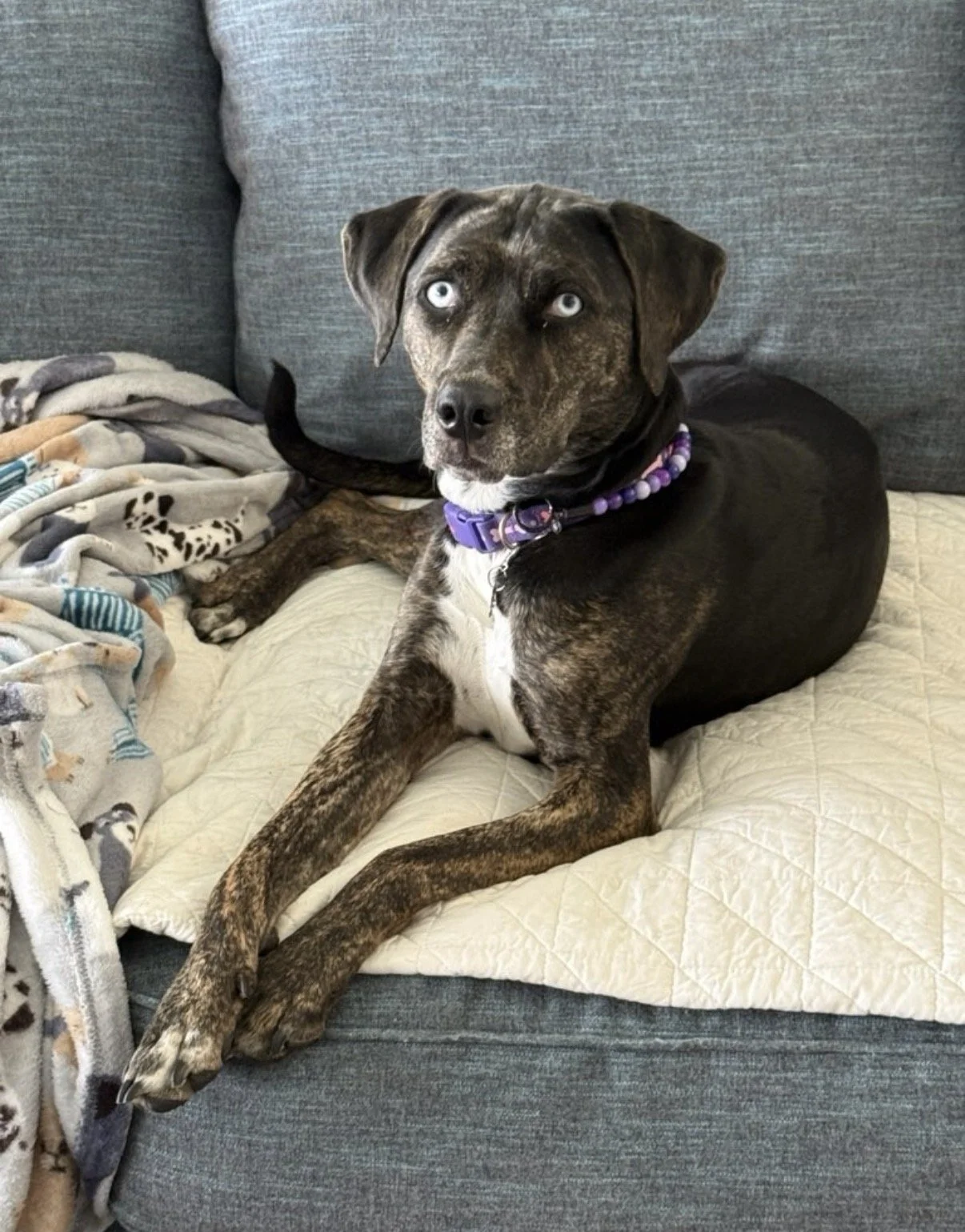 A brindle-coated dog with light-colored eyes sitting on a quilted beige blanket on a gray couch, wearing a purple and beaded collar. A second dog with similar brindle coat is partly visible behind, lying on the same blanket. A fleece blanket with ani