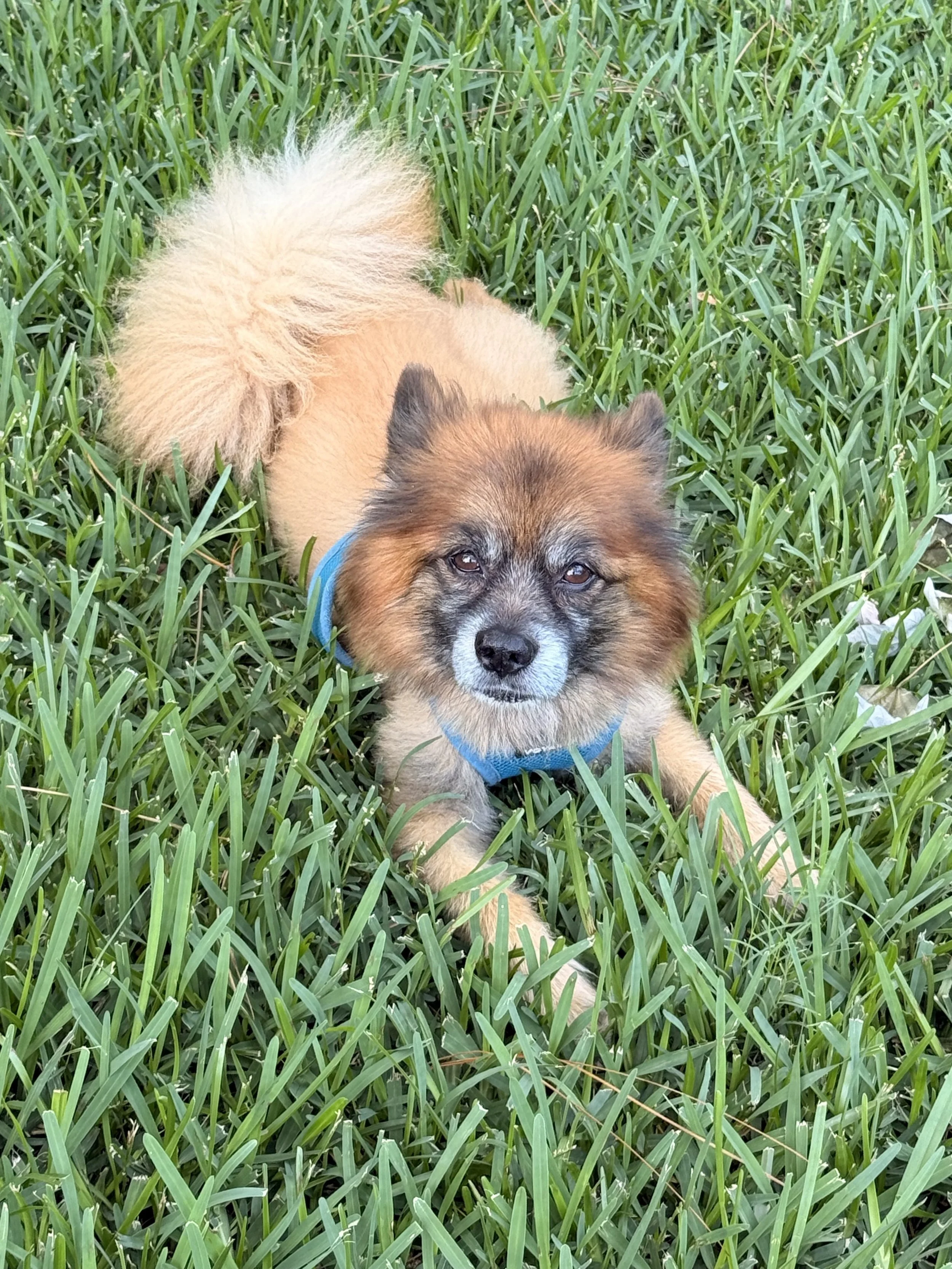 A small dog with brown fur and black markings on its face, lying in green grass and wearing a blue harness.