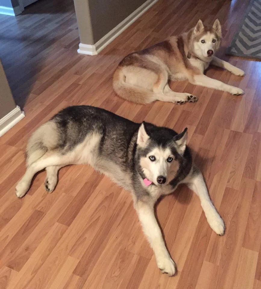 huskies.jpg