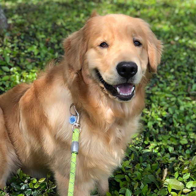 Beau!!!
#afriendinthewoods #petsitter #dogwalker #petsitting #dogwalking #jacksonvillepetsitting