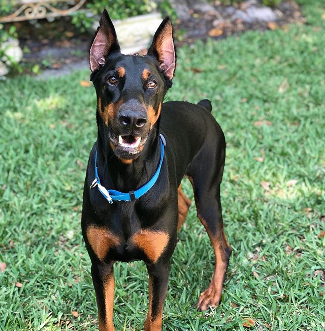 Sig
#afriendinthewoods #petsitter #dogwalker #petsitting #dogwalking #jacksonvillepetsitting